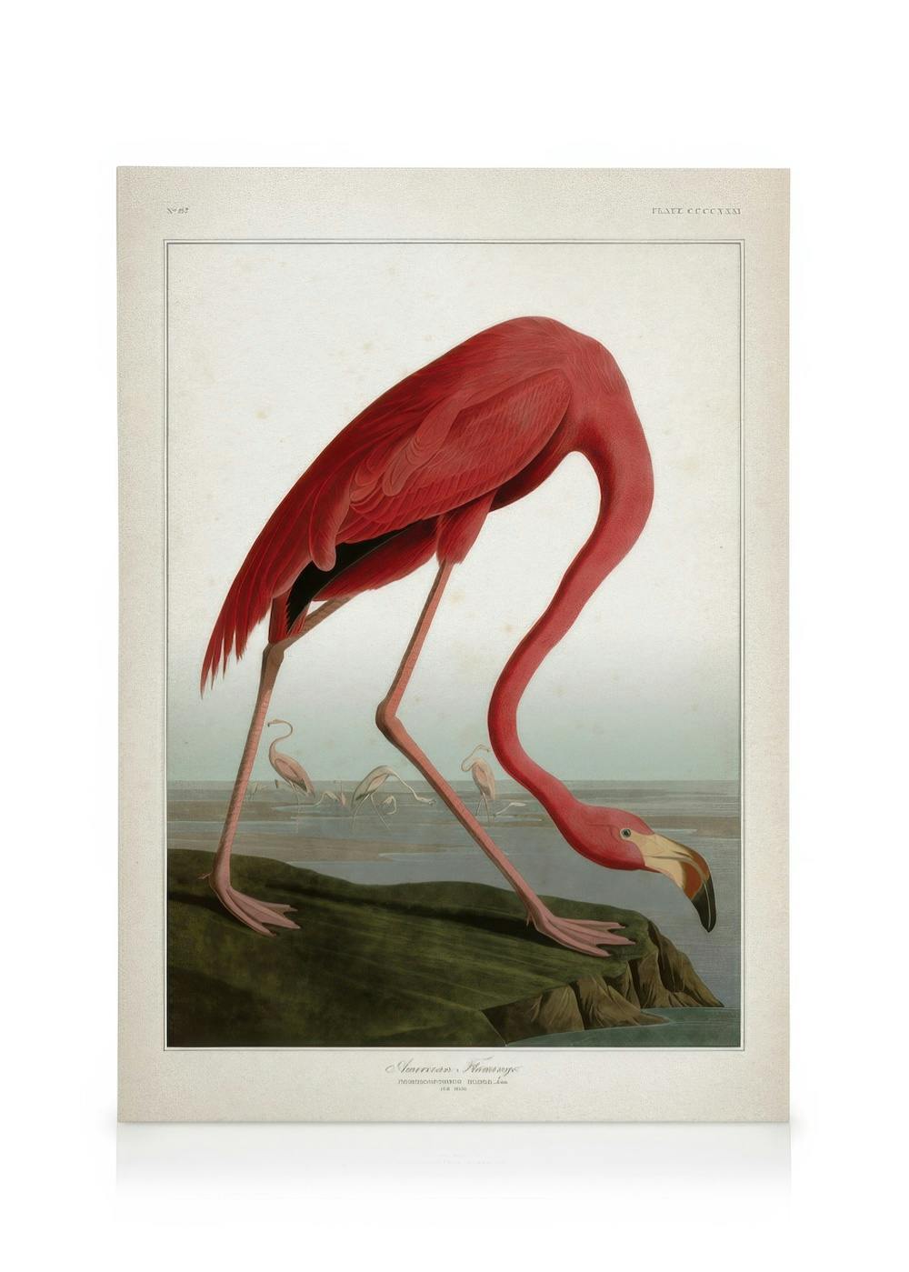 Leinwandbilder American Flamingo Leinwandbild (50x70 cm - Eichenrahmen)