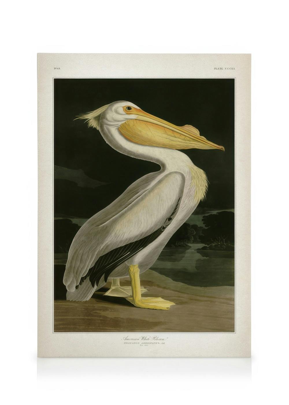 Leinwandbilder American White Pelican Leinwandbild (50x70 cm - Eichenrahmen)