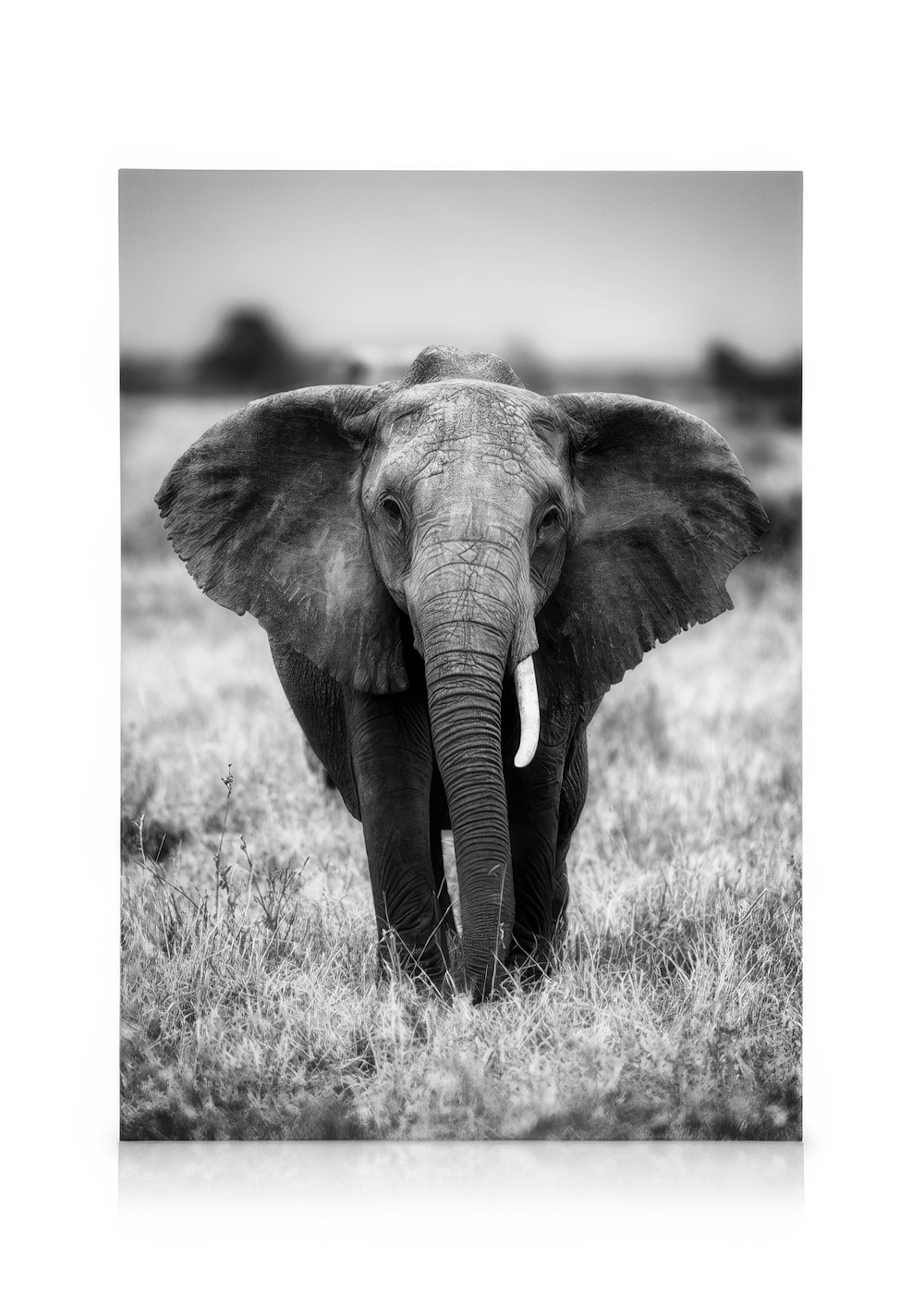 Elephant on the Savanna Lærred 0