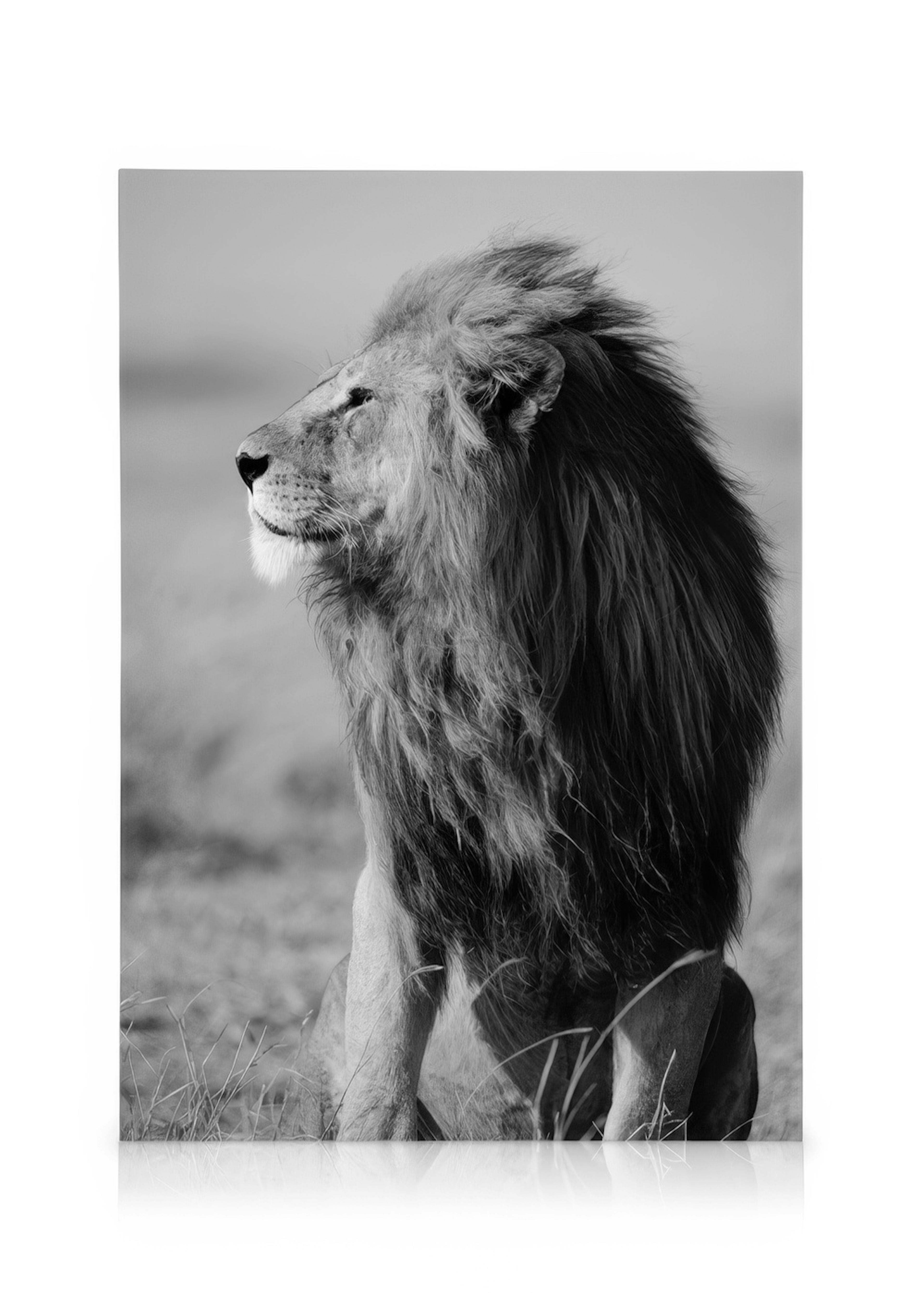 Lion in the Wild Canvas print 0
