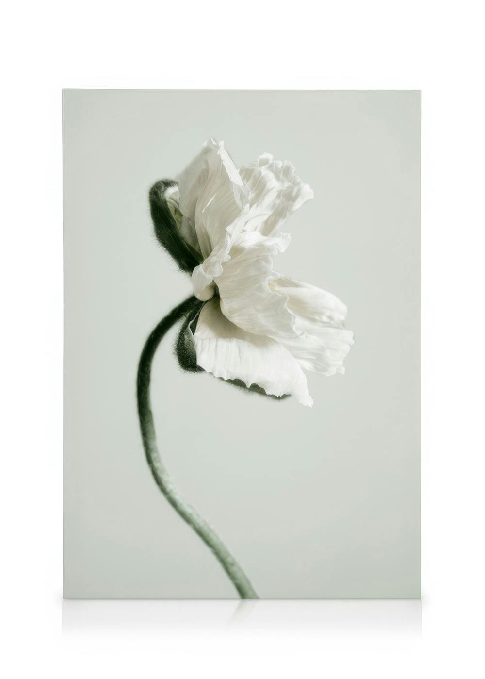 Telas decorativas White Poppy Flower Quadro em tela (30x40 cm - Moldura Preta)