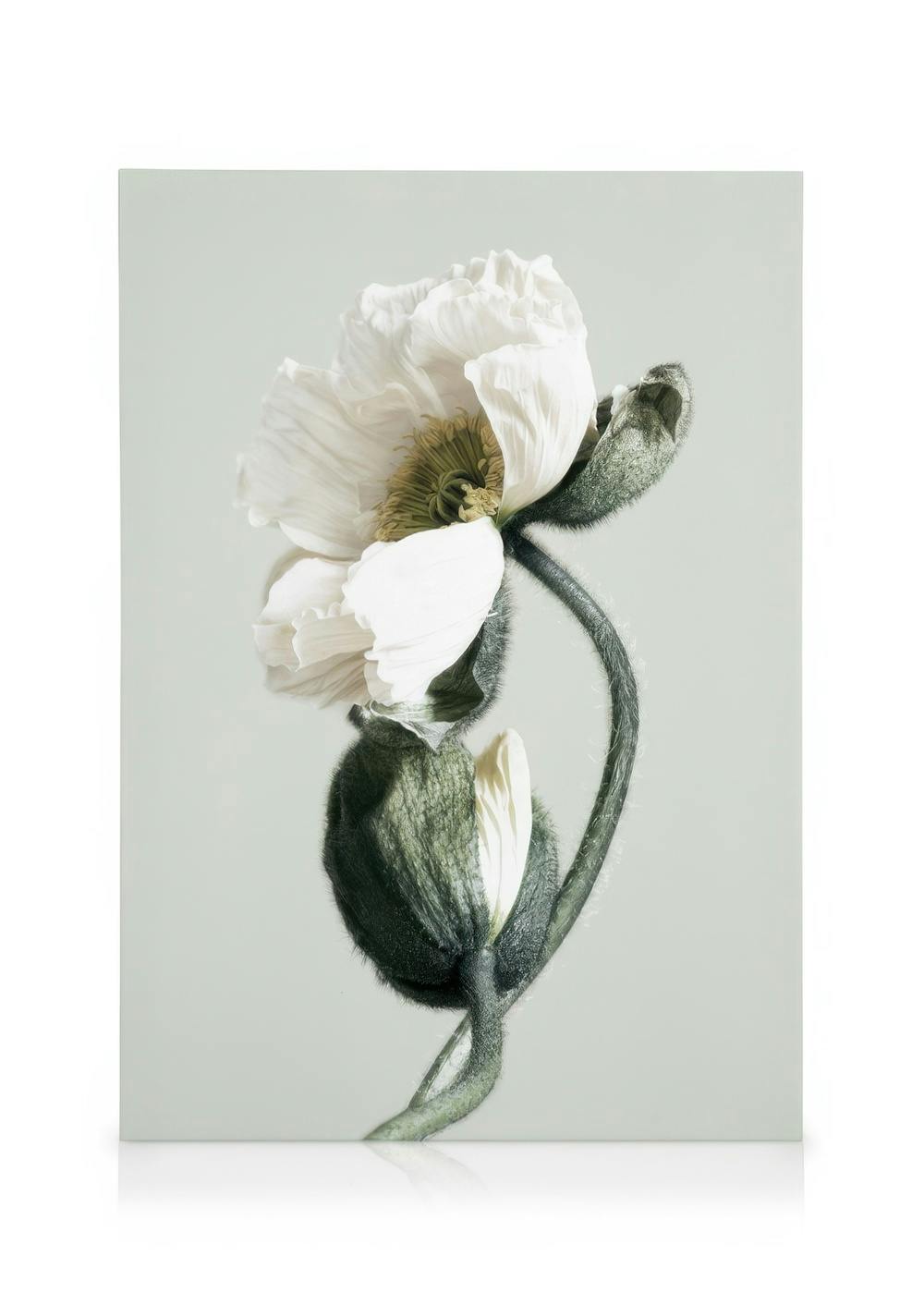 Blooming White Poppies Lerret (50x70 cm)