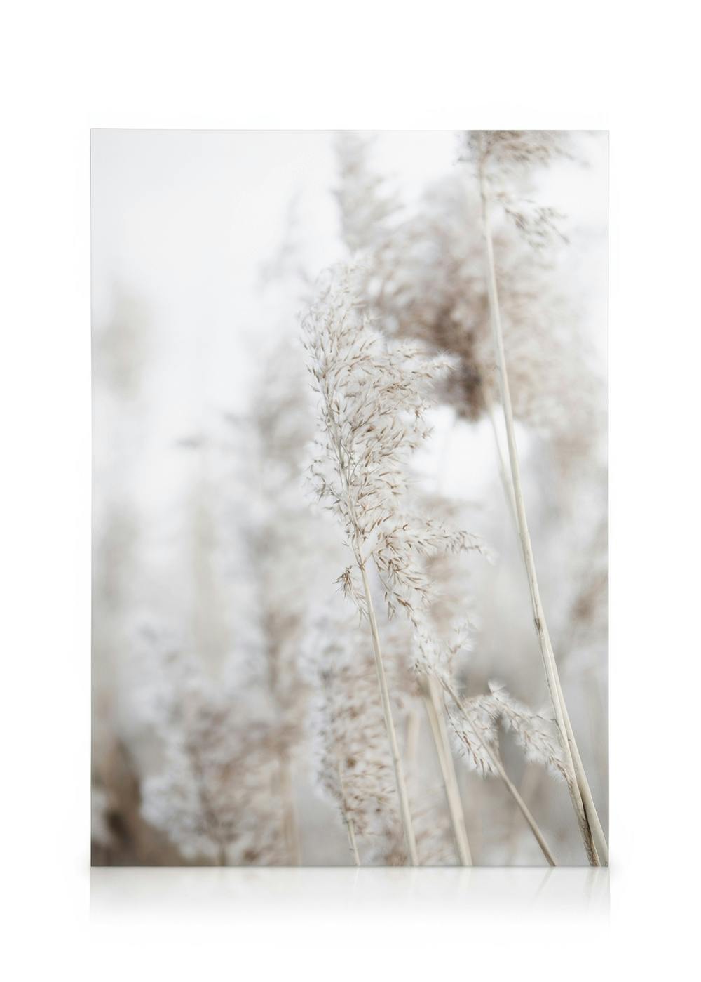Canvas print of tall beige reeds with feathery tops against a soft white background, creating a calm mood.