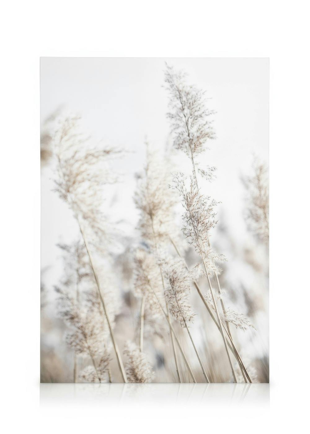 Leinwandbilder In the Reeds No2 Leinwandbild (30x40 cm - Holzrahmen schwarz)
