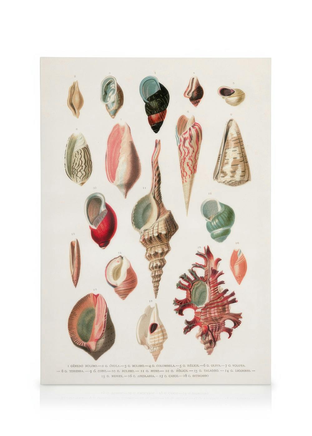 Vintage Seashells No1 canvas print, featuring a collection of diverse seashell illustrations in warm vintage tones.