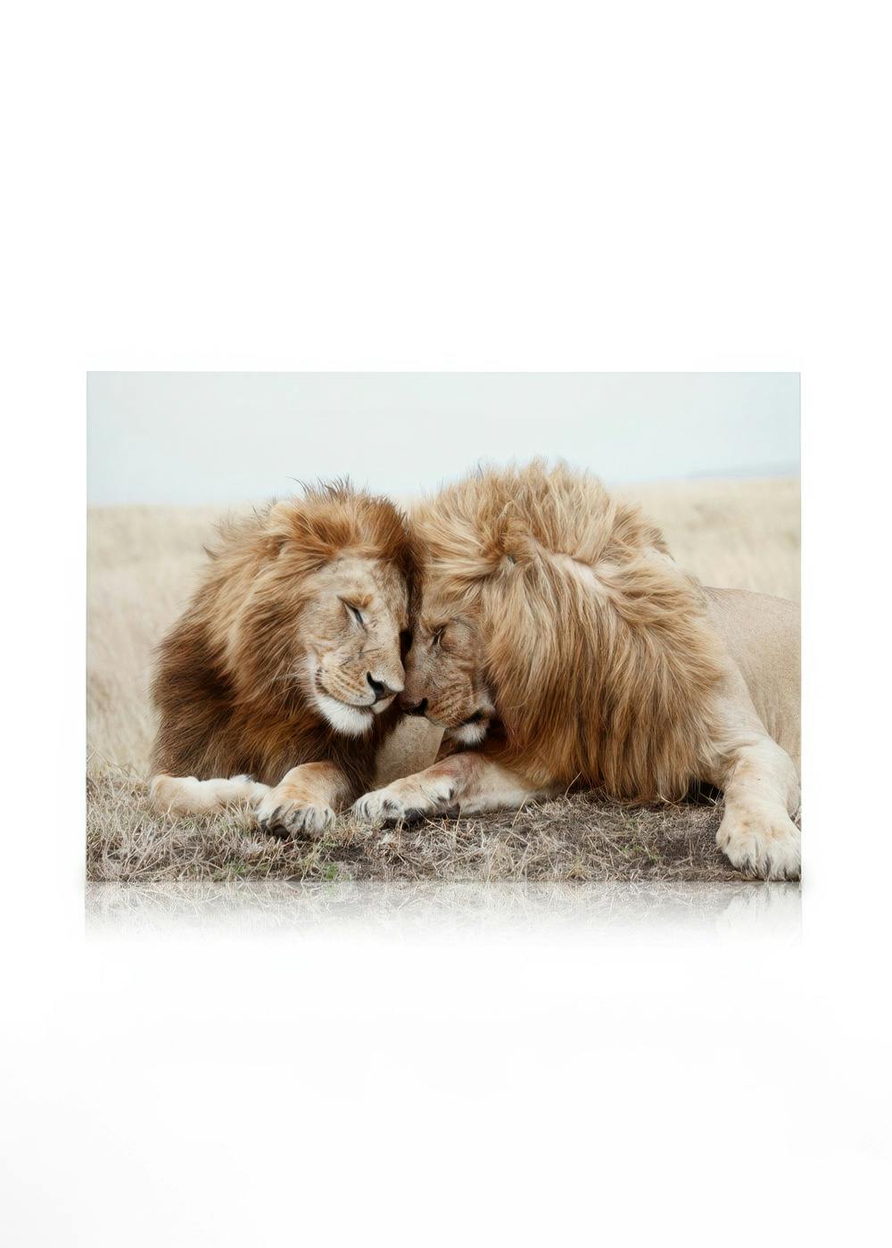 Canvas Prints Lion Brothers Canvas print (30x40 cm)