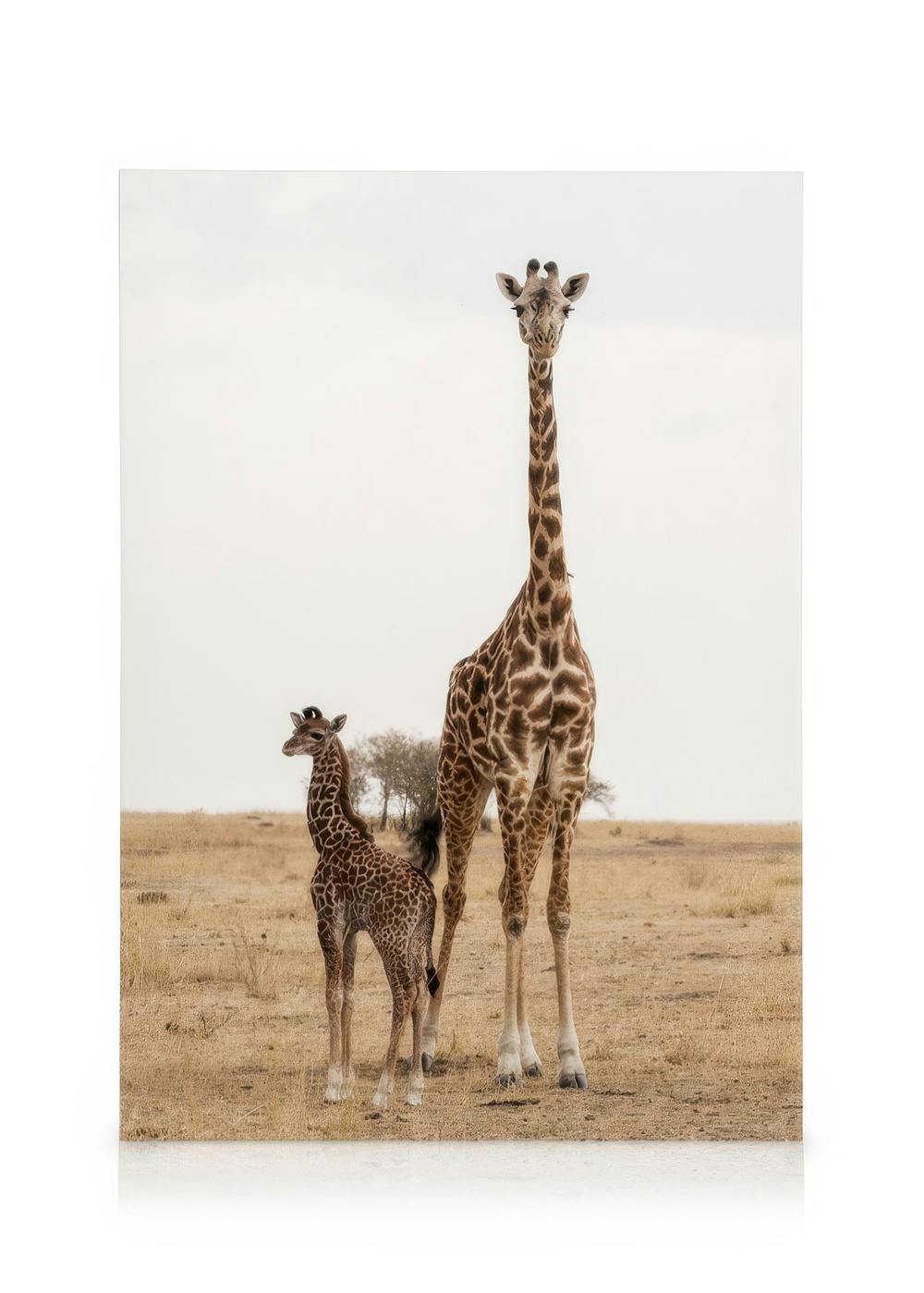 Canvas Schilderijen Mother and Baby Giraffe Canvas (30x40 cm - Fotolijst Zwart)