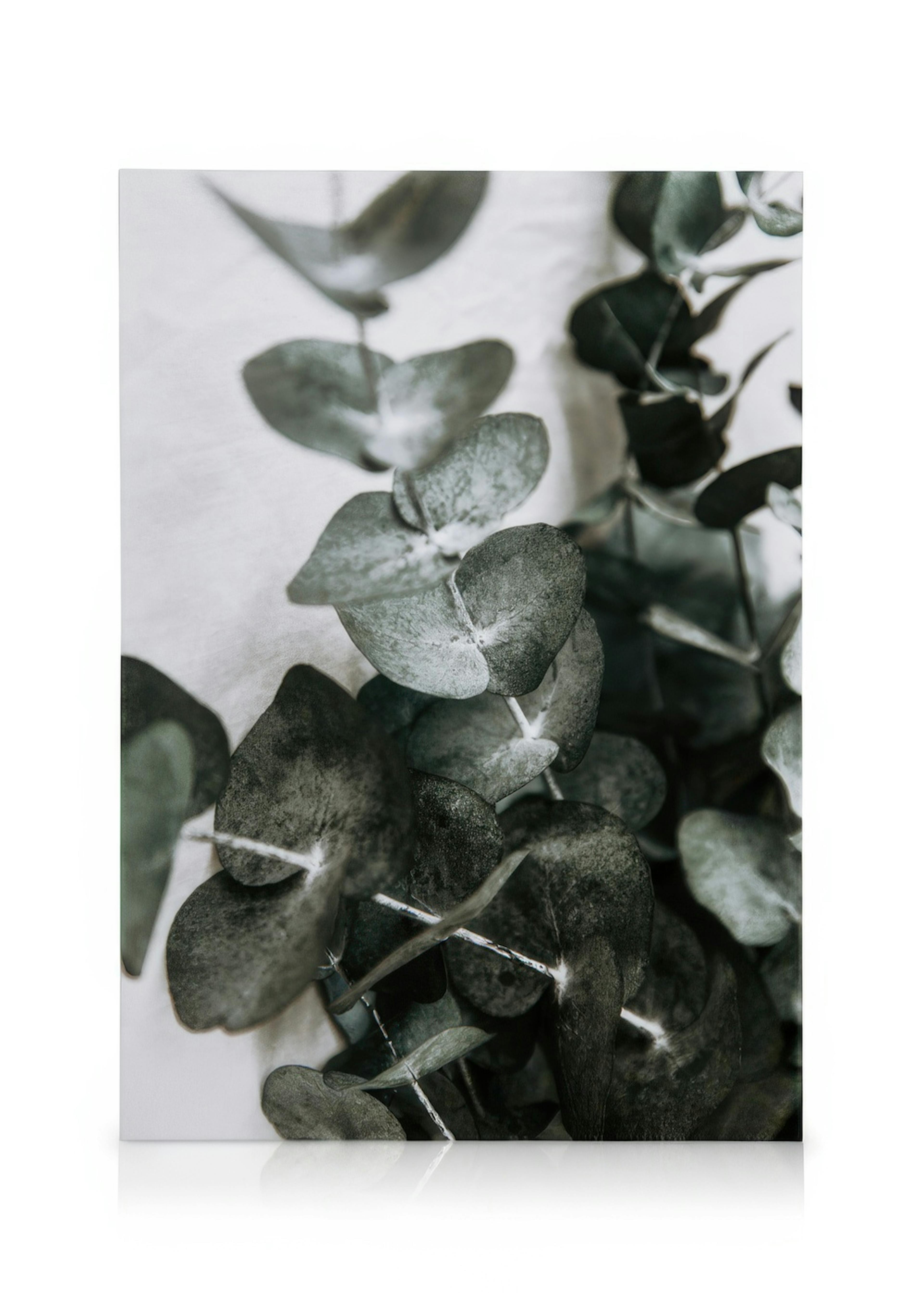 Eucalyptus Bouquet No1 Leinwandbild 0