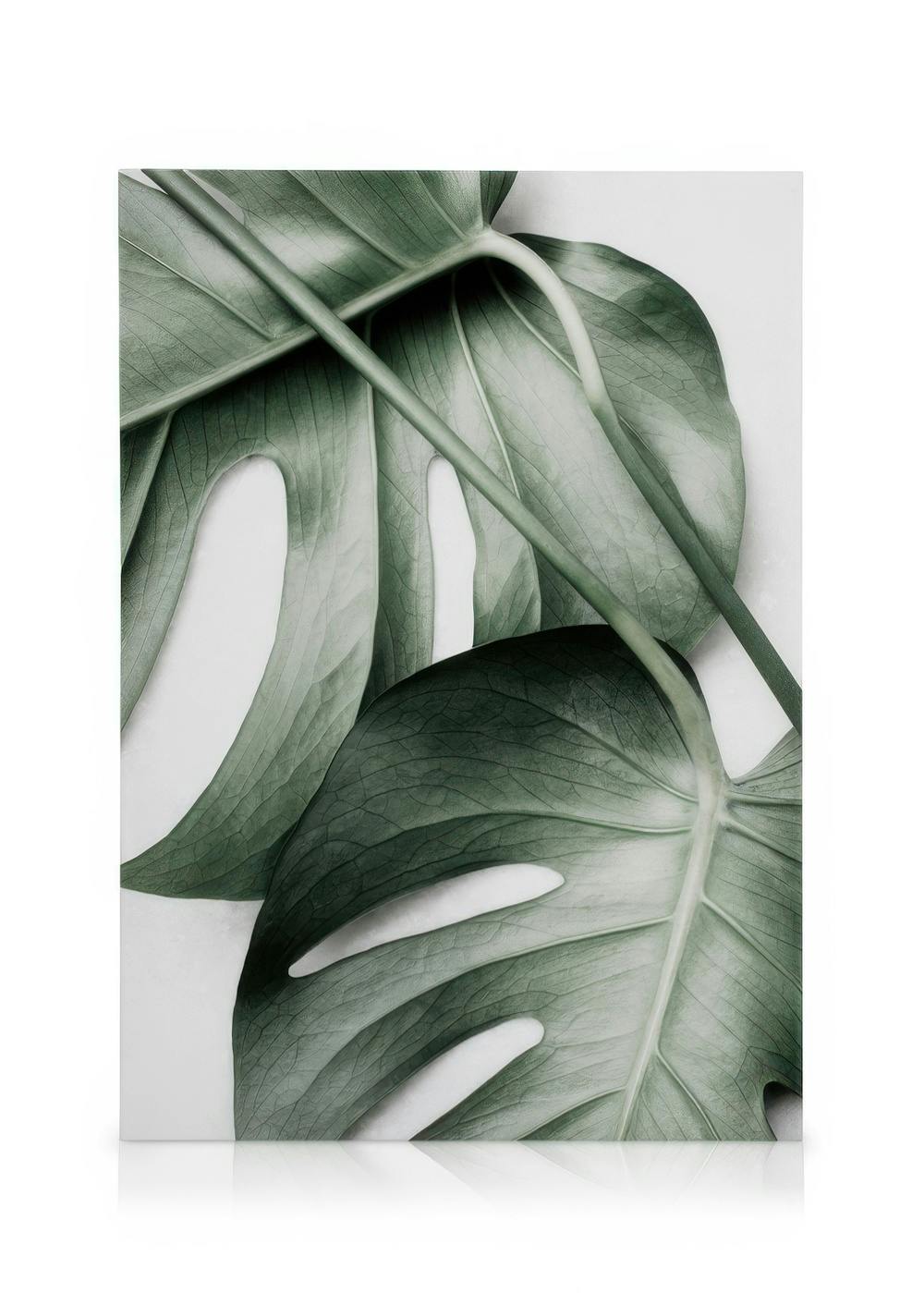 Canvastavlor Monstera Pair Canvastavla (30x40 cm - Ekram)