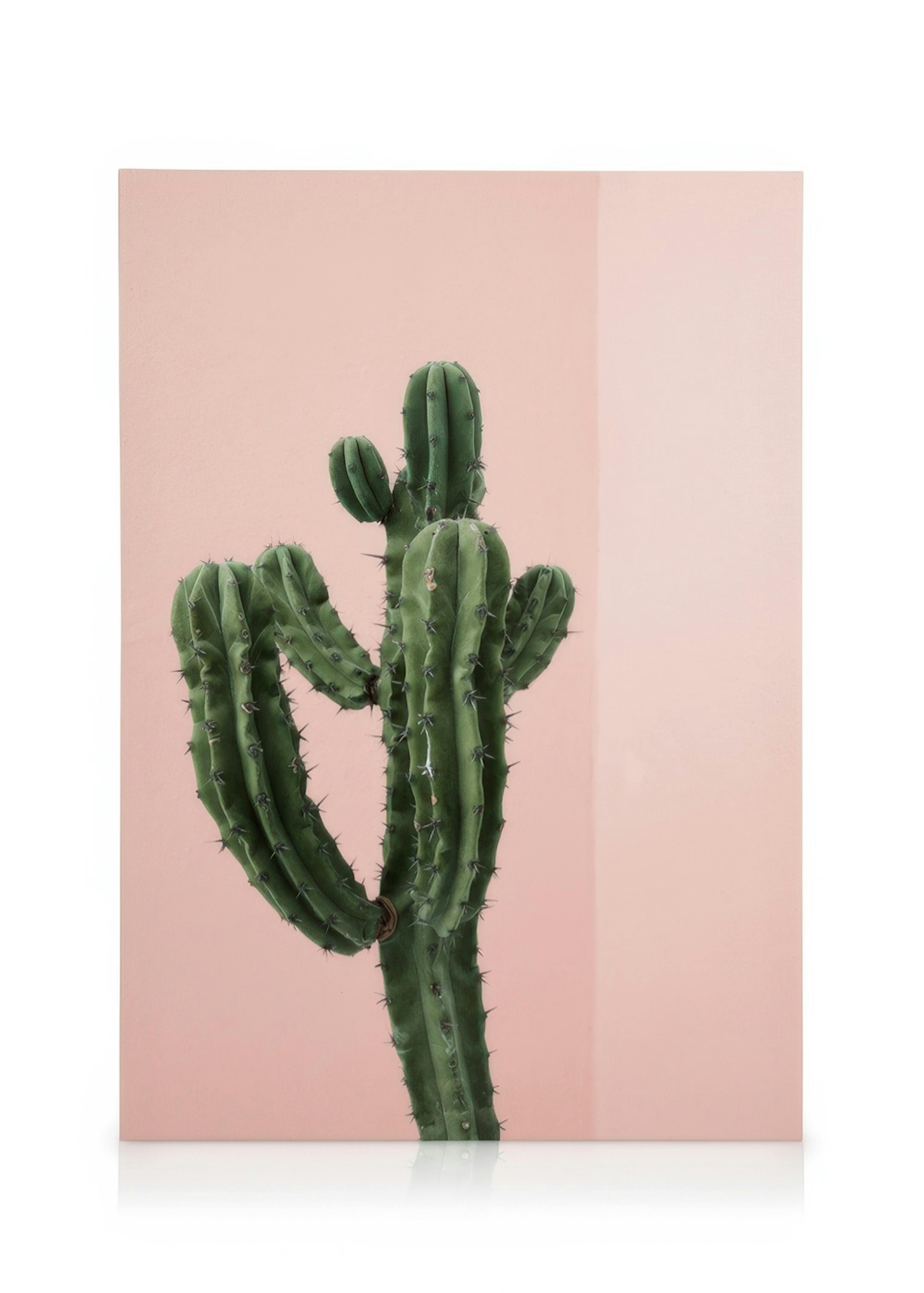 Groene cactus op canvas met schaduwlijn tegen roze achtergrond, moderne botanische wanddecoratie.