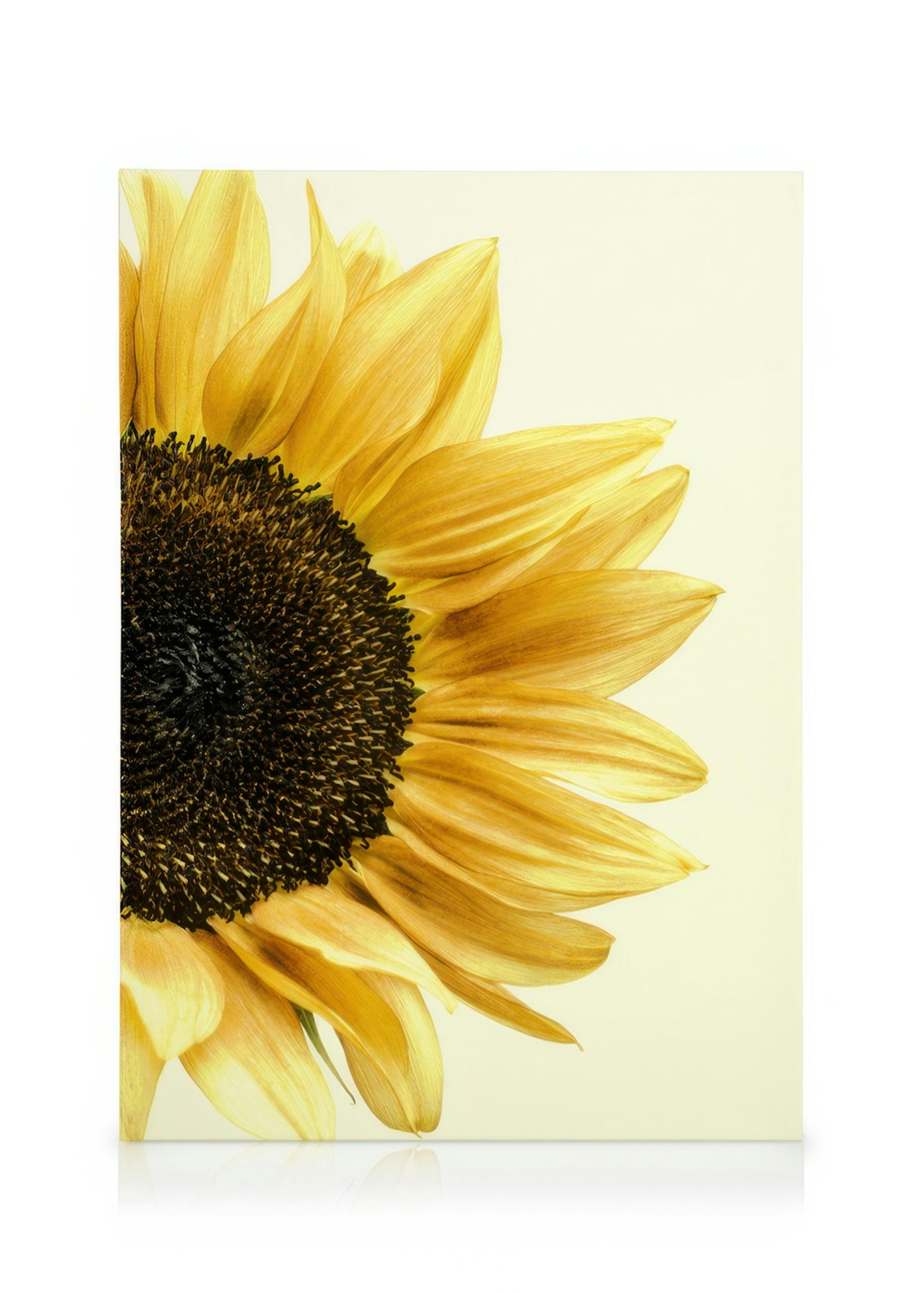 Sunflower Lærred 0
