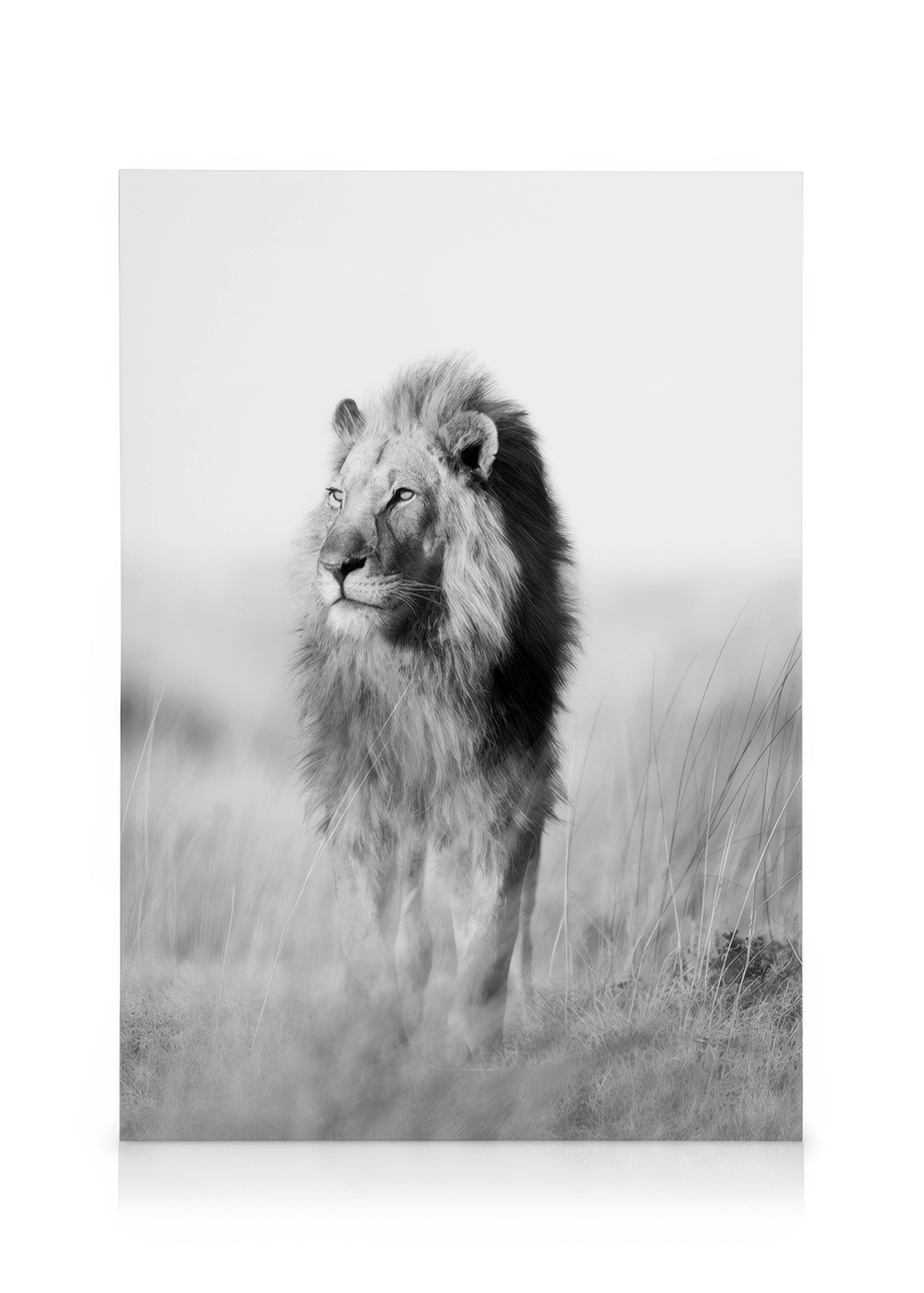 The King of the Jungle Tableau sur toile 0