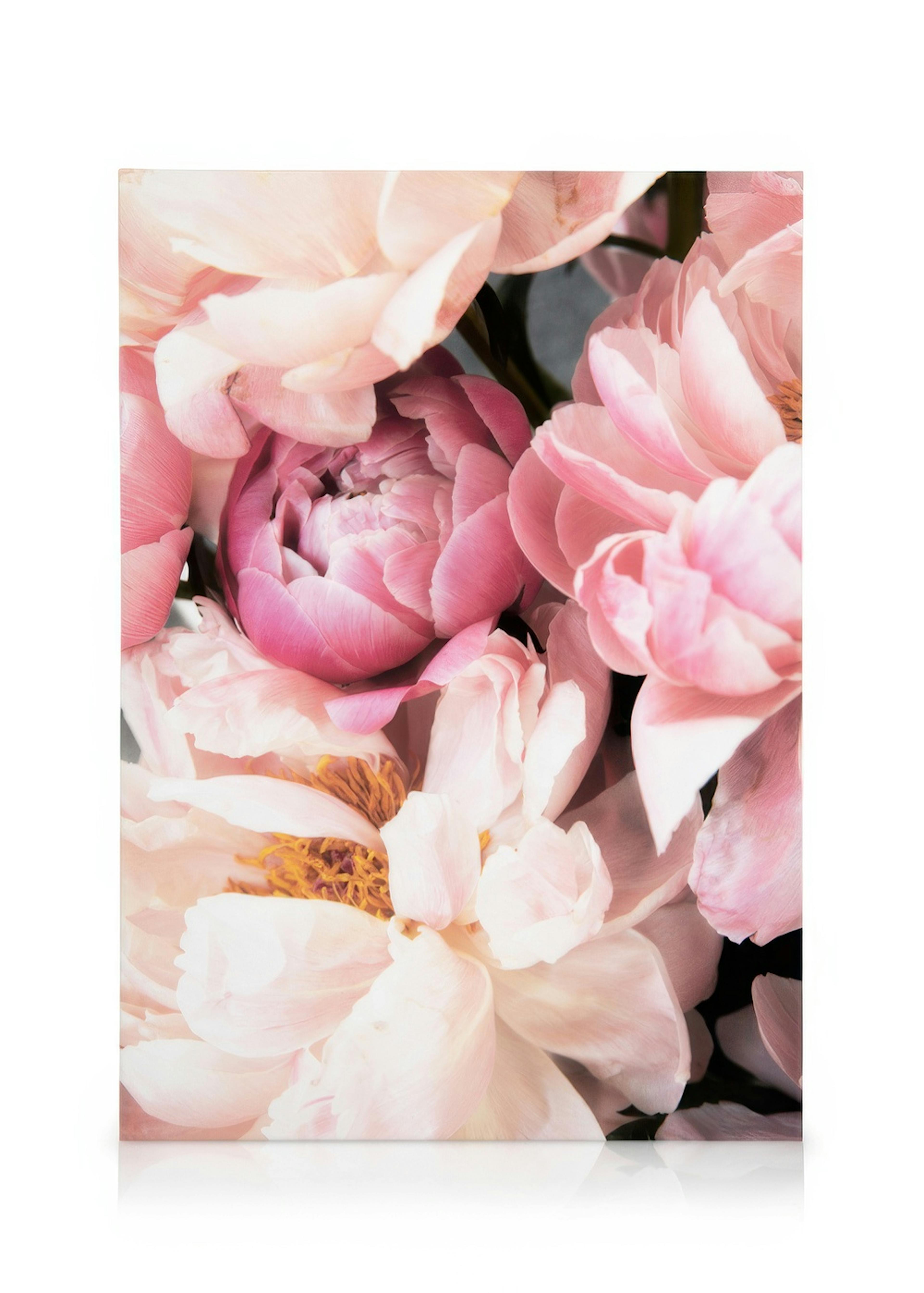 Pink Peonies No2 Canvas 0