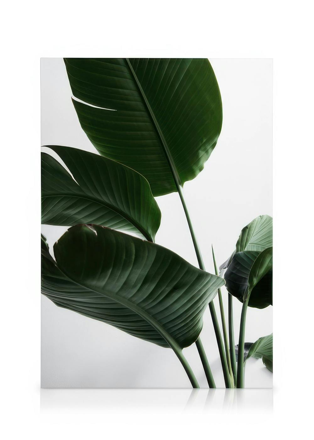 Toile botanique avec de grandes feuilles vertes de Strelitzia sur fond blanc