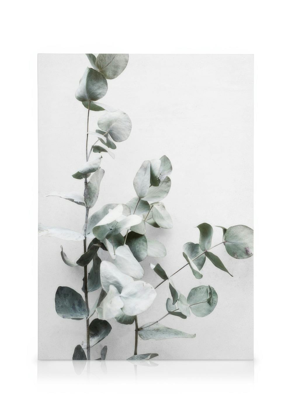 Leinwandbilder Eucalyptus Twigs No1 Leinwandbild (50x70 cm - Holzrahmen schwarz)