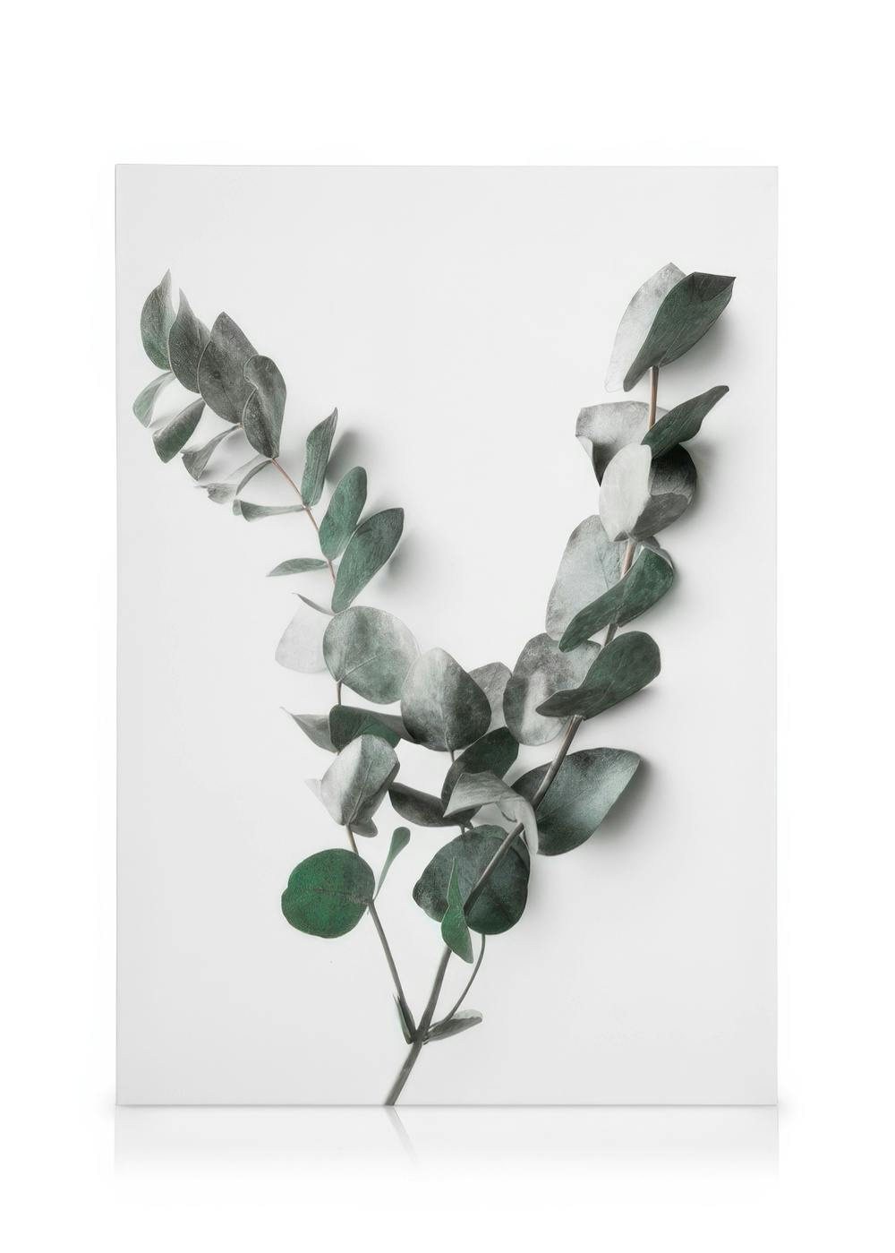 Canvas Prints Eucalyptus Twigs No2 Canvas print (50x70 cm - Oak Frame)