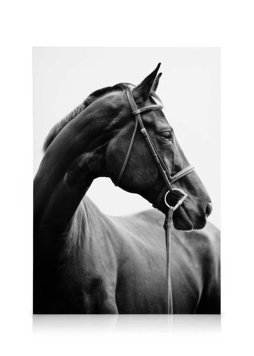 Portrait of Horse Toile (30x40 cm)  Noir et blanc
