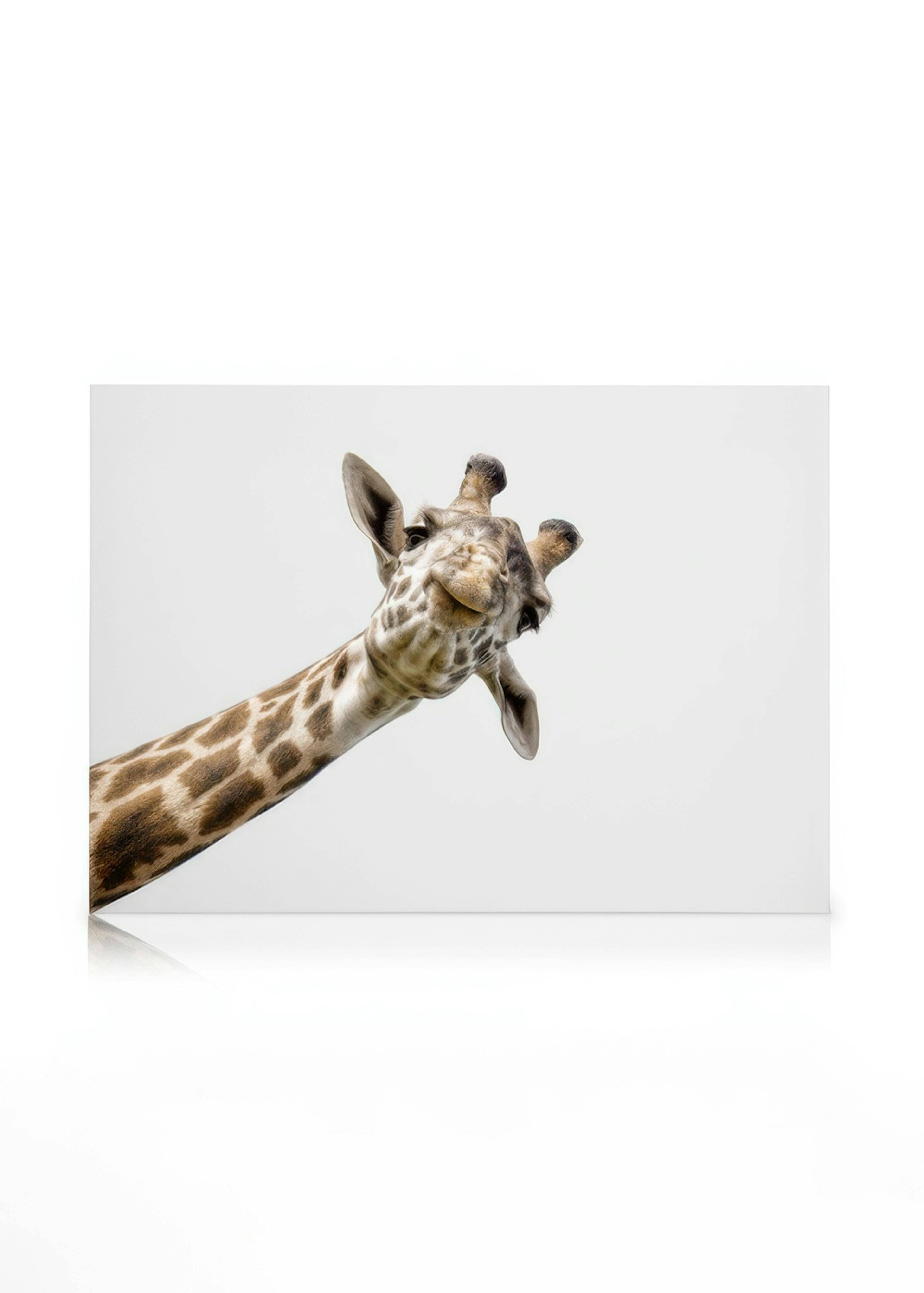Curious Giraffe Lienzo 0