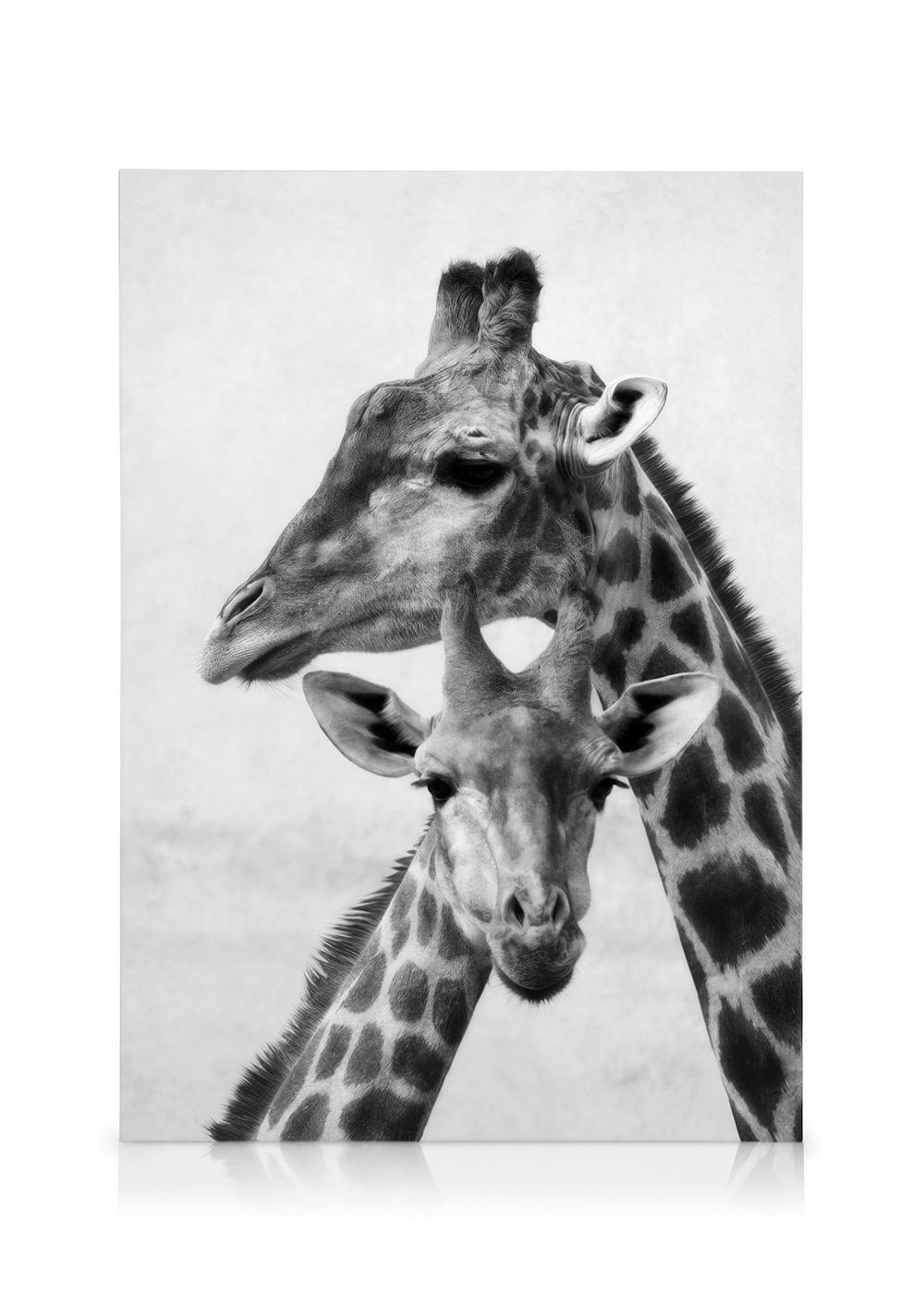 Lienzo de jirafas en blanco y negro, retrato de dos jirafas, una más alta que la otra, con patrones de piel detallados.