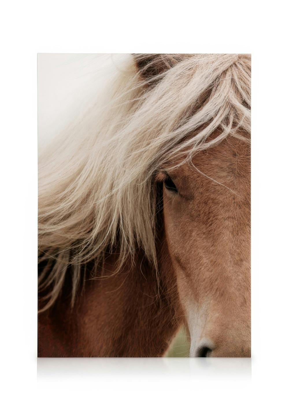 Lienzo de caballo castaño con melena blanca, cubriendo un ojo, detalle animal