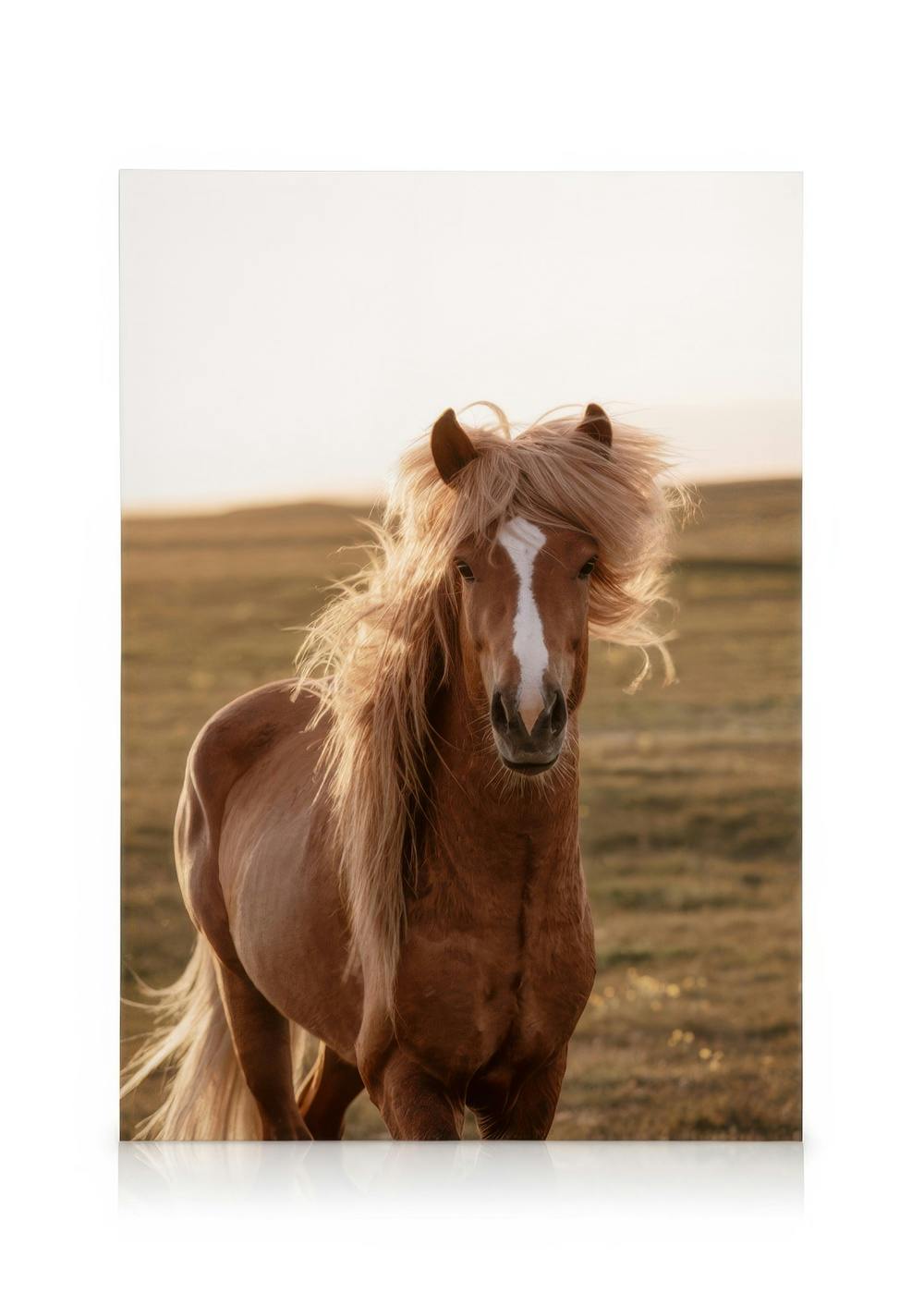 Brun häst med ljus man på ett beige fält under en blek himmel, perfekt för hästälskare.