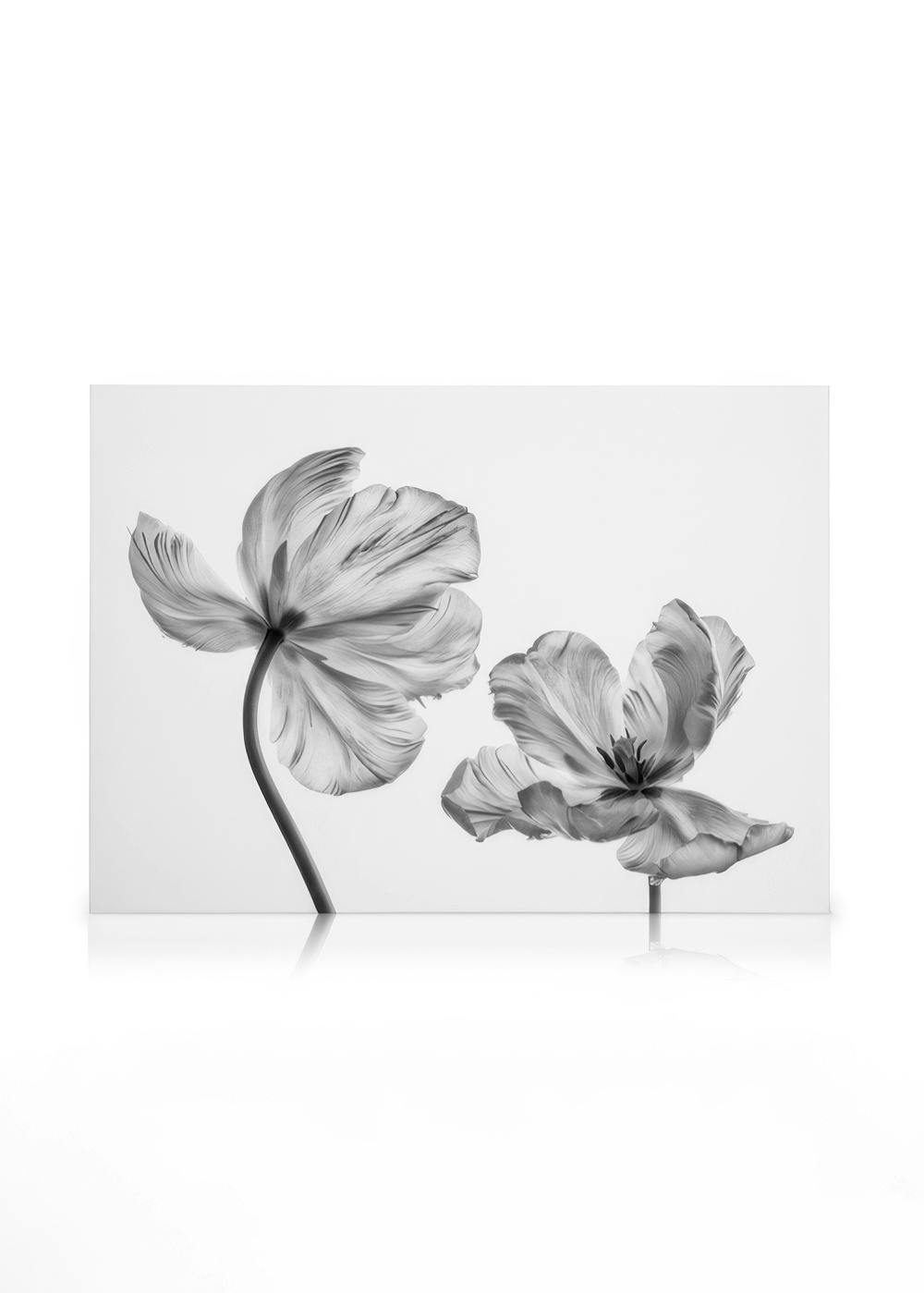 Obrazy na płótnie Black and White Tulips Obraz na płótnie (30x40 cm)