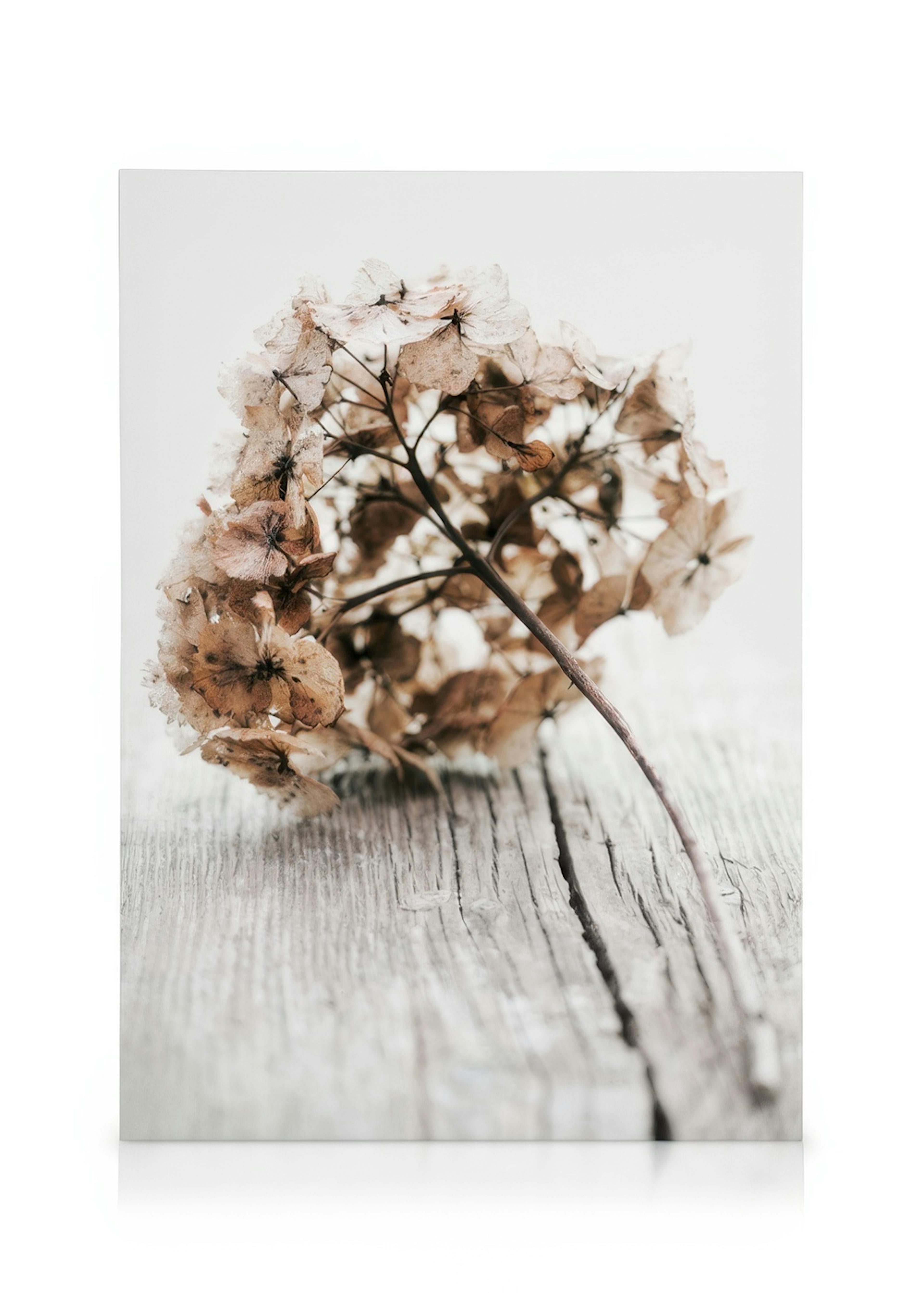 Hydrangea Twig Leinwandbild 0