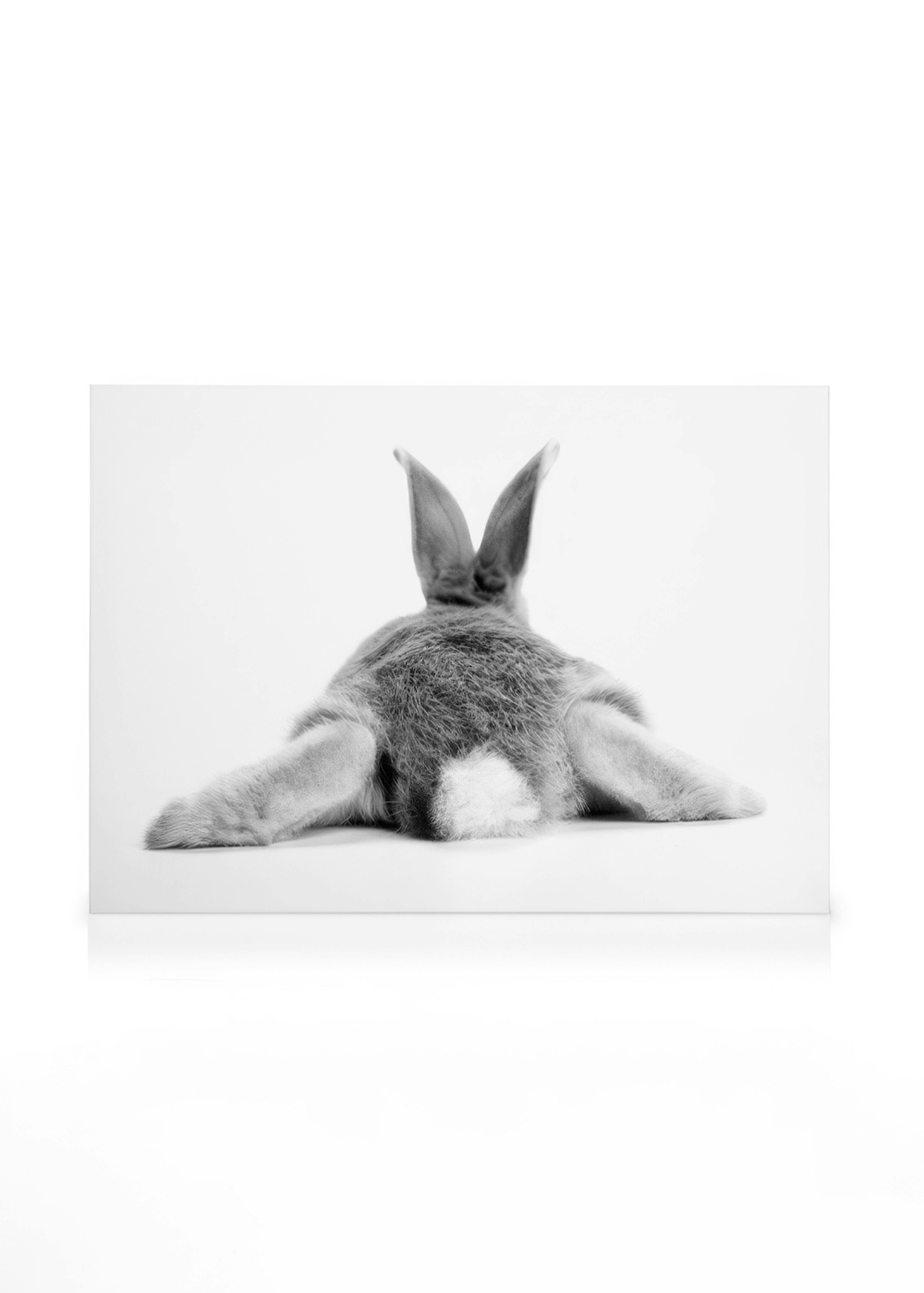 Bunny Behind Canvas print 0