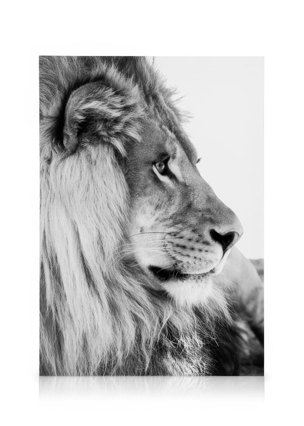 Lion Profile Tableau sur toile (50x70 cm)  Animaux sauvages