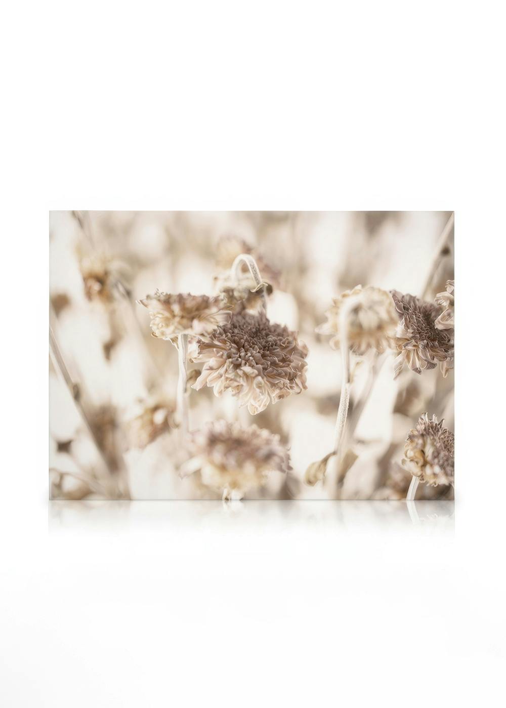 Obrazy na płótnie Dried Daisies Obraz na płótnie (30x40 cm)