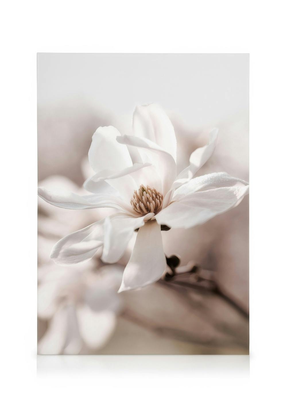 Obrazy na płótnie Star Magnolia Blossom Obraz na płótnie (50x70 cm - Czarna ramka)