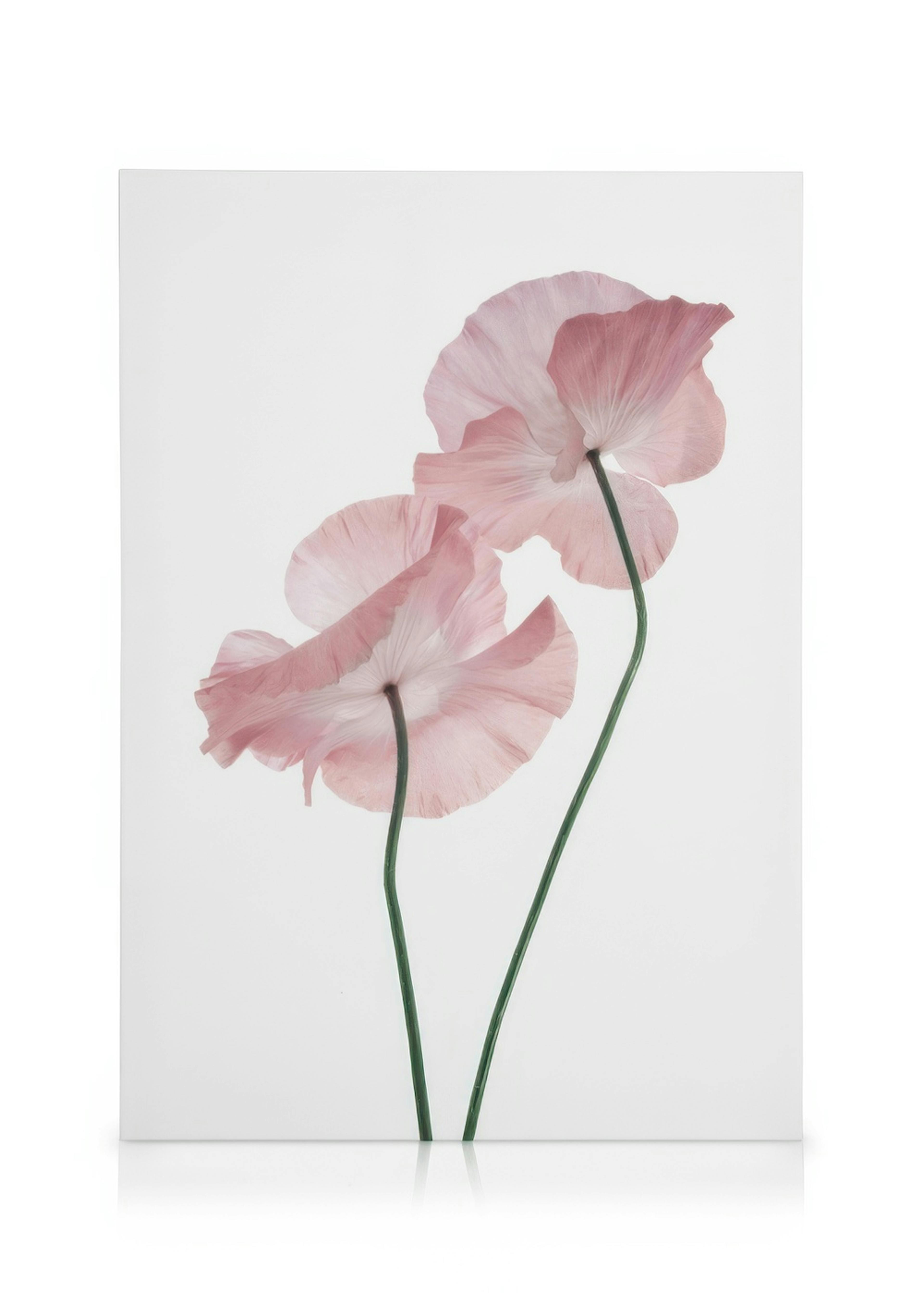 Pink poppies canvas print, two delicate light pink poppy flowers with green stems on a white background.