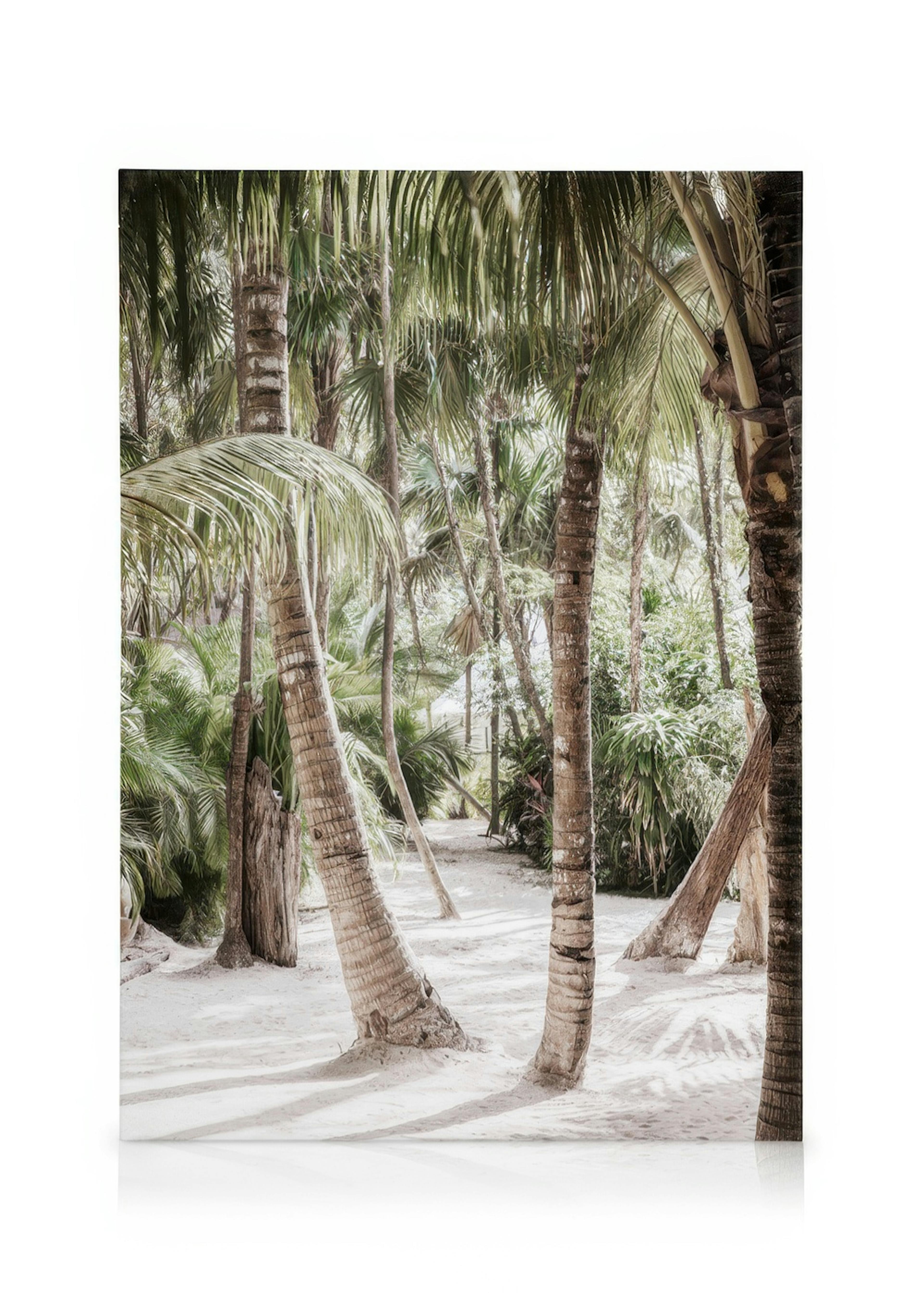 Between the Palms Canvas 0
