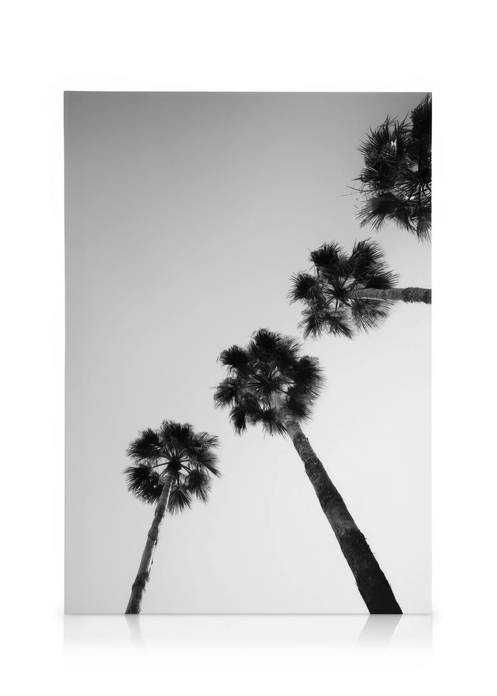 Svartvit canvastavla med fyra palmer mot en ljus himmel, fotograferade underifrån.