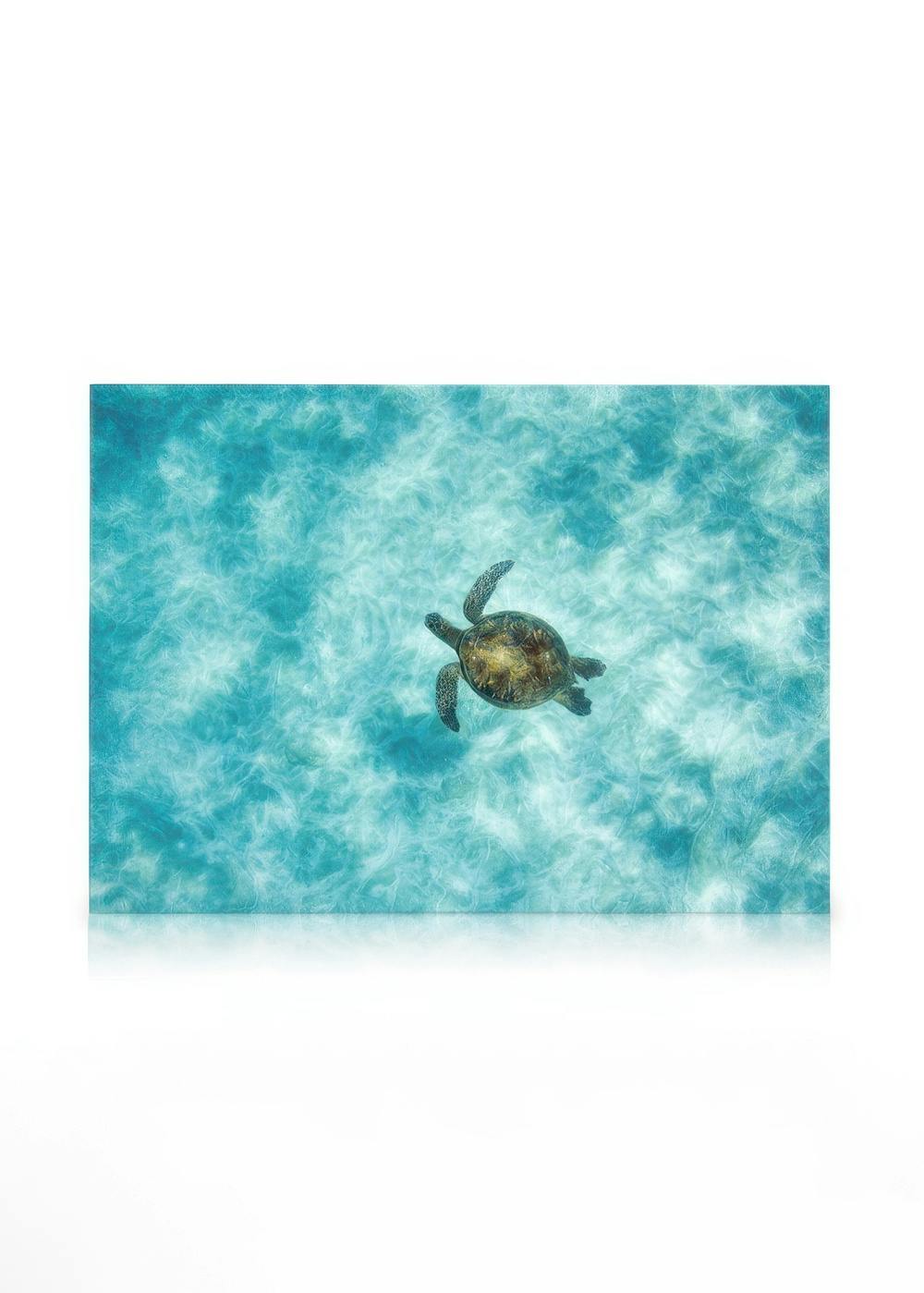 Telas decorativas Green Sea Turtle Tela (50x70 cm - Moldura de Carvalho)