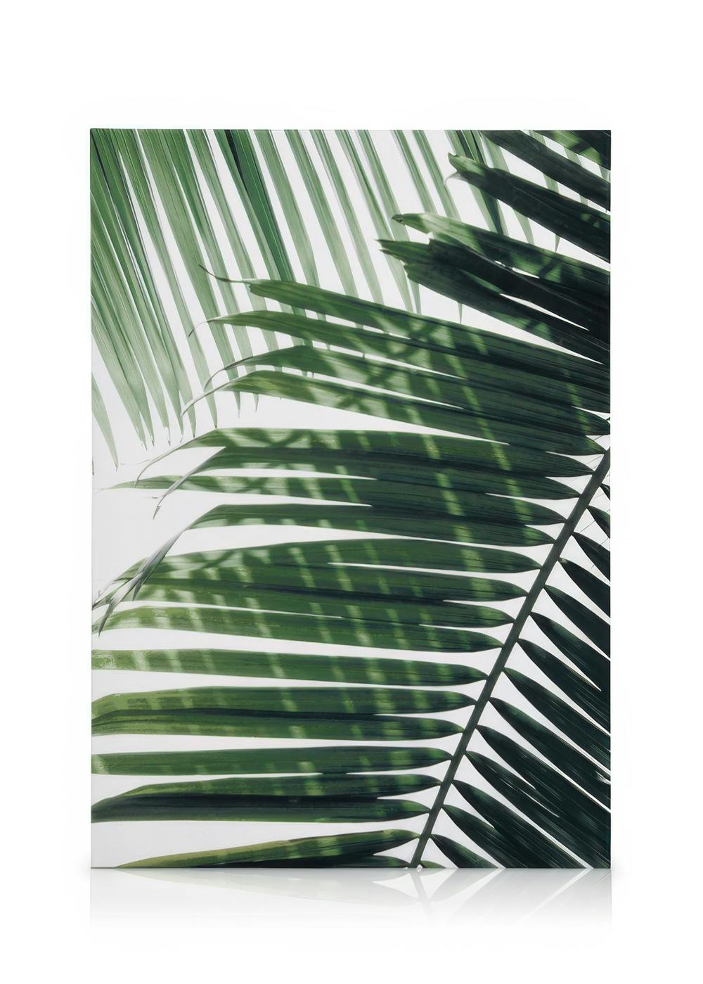 Canvas Prints Sunray Palm Canvas print (50x70 cm - Black Frame)