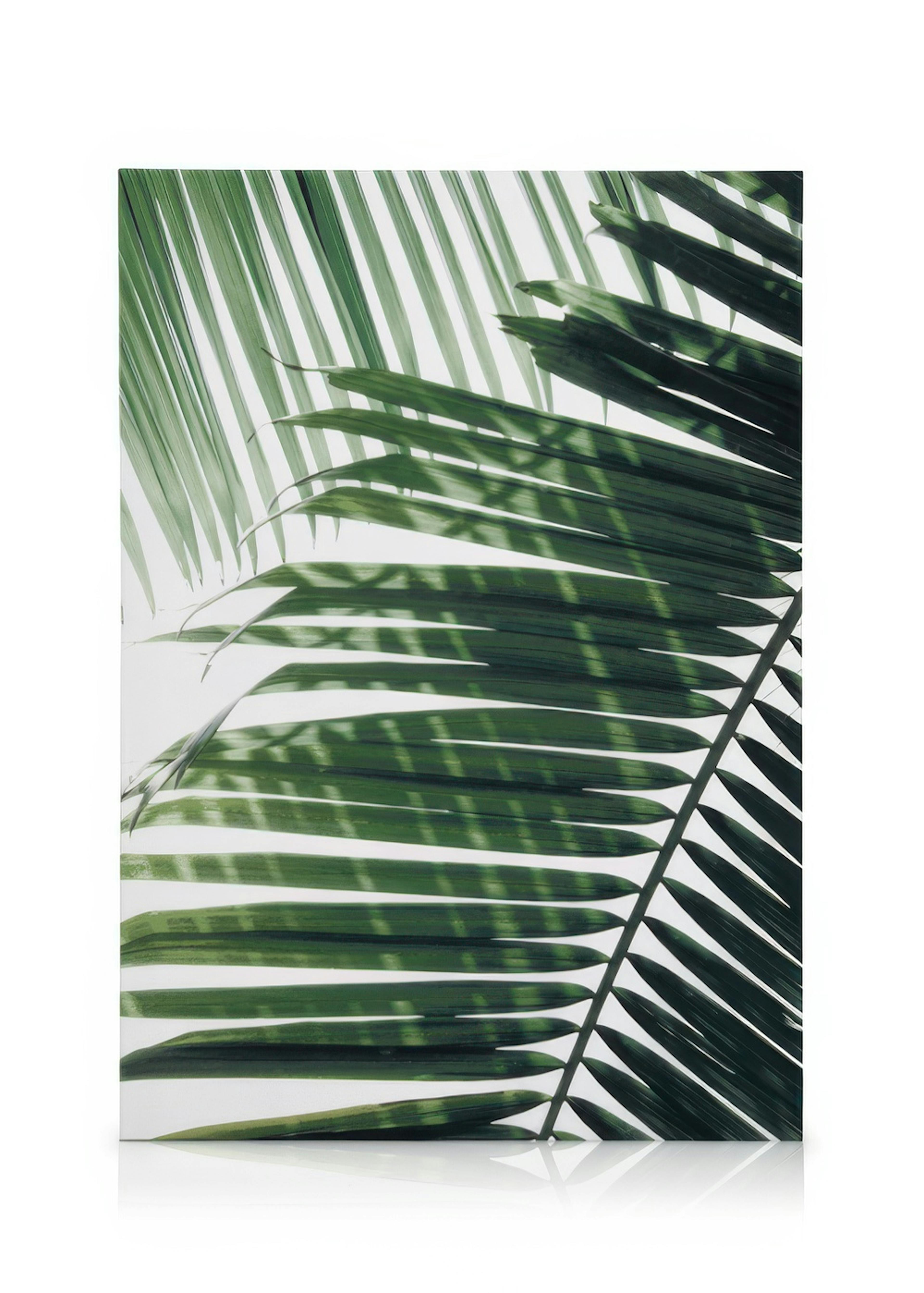 Sunray Palm Lienzo 0