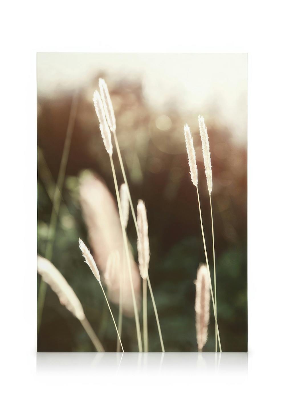 Canvas Prints Evening Summer Field Canvas print (30x40 cm - Oak Frame)