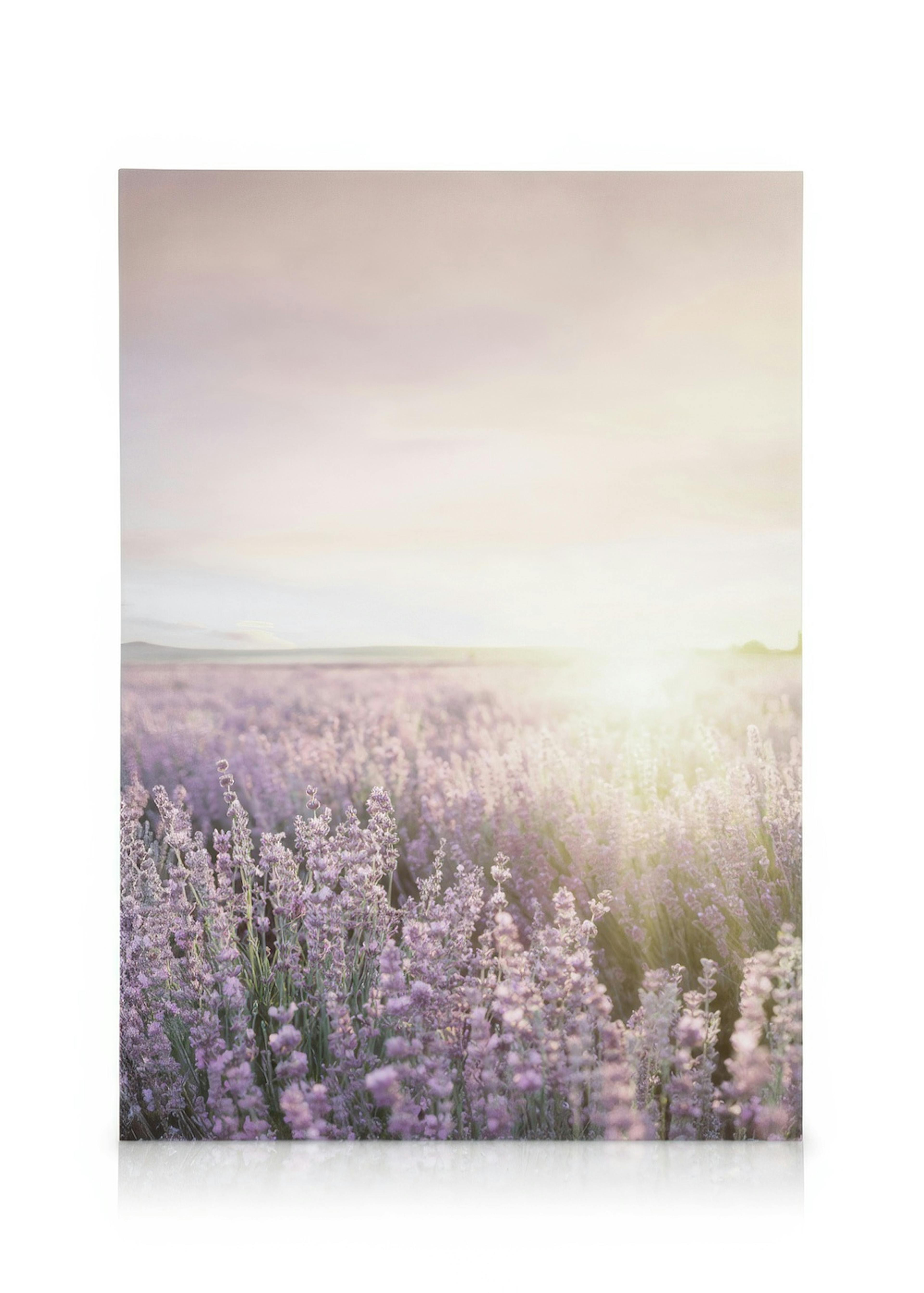 Lavender Field Canvas 0