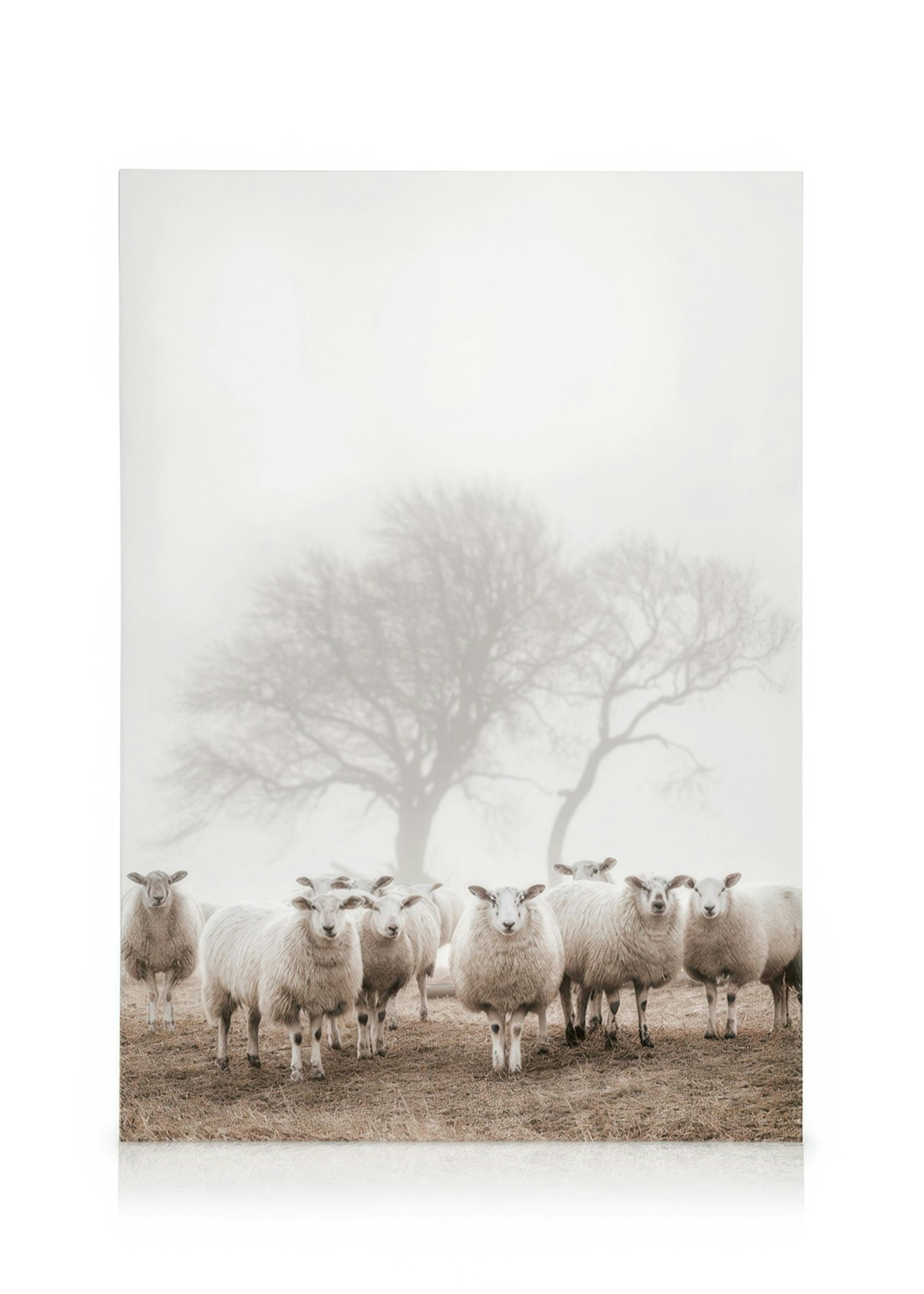 Sheep Herd Canvas print 0