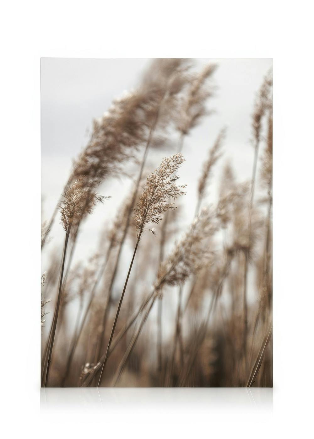 Toile de hautes herbes brunes aux sommets duveteux, ambiance calme sur fond beige flou, typographie naturelle.