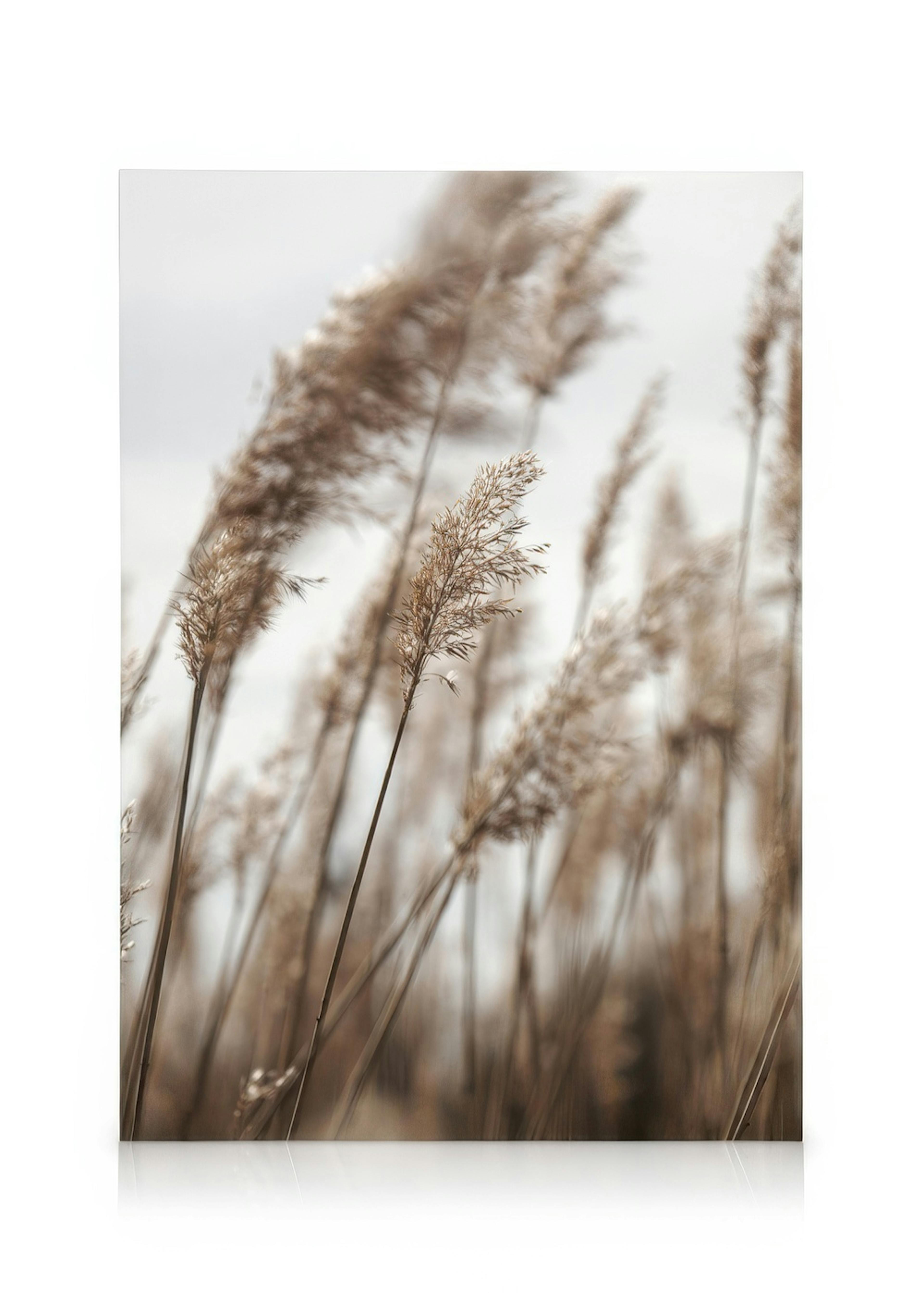 Toile de hautes herbes brunes aux sommets duveteux, ambiance calme sur fond beige flou, typographie naturelle.