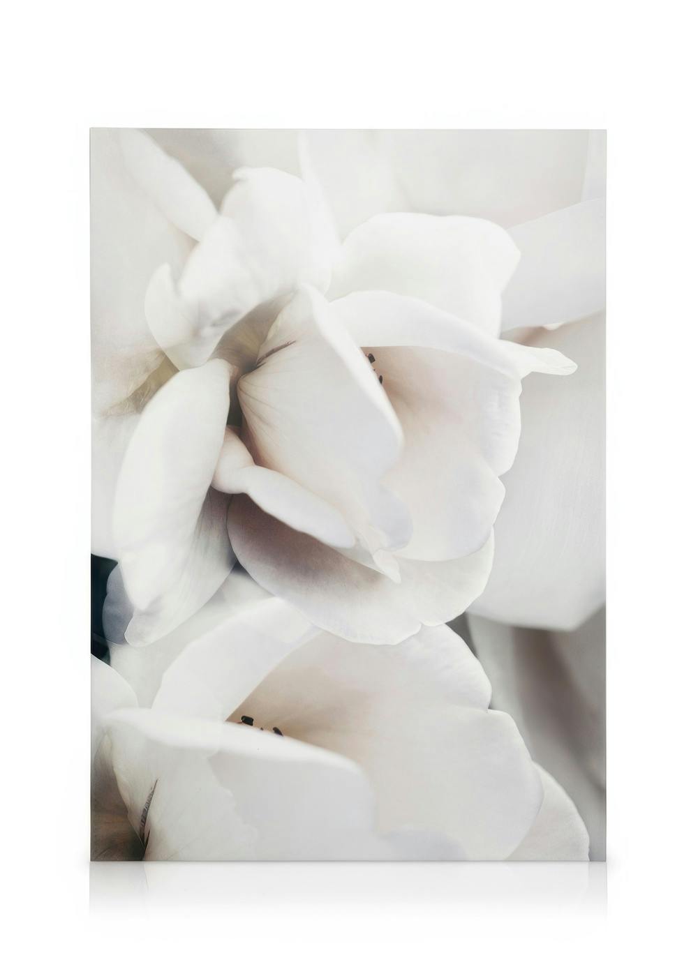 Obrazy na płótnie Milky Rose No1 Obraz na płótnie (30x40 cm)