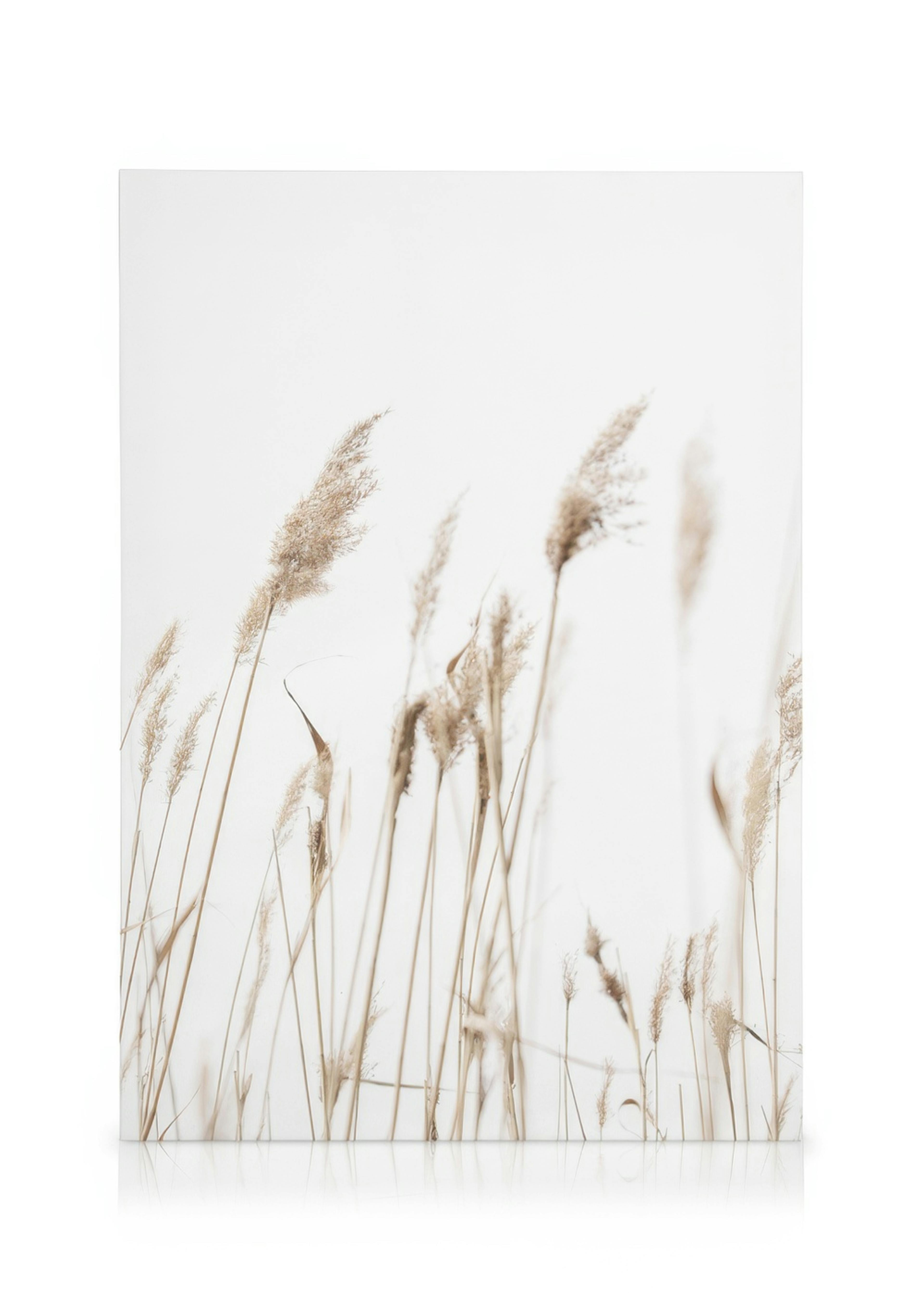 Leinwandbild mit getrocknetem Schilf in Beige und Braun auf hellem Hintergrund, minimalistische Naturkunst