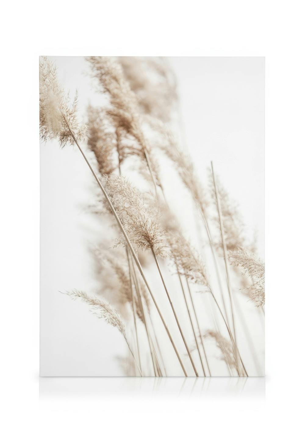 Leinwandbilder Sunny Reeds No2 Leinwandbild (30x40 cm)