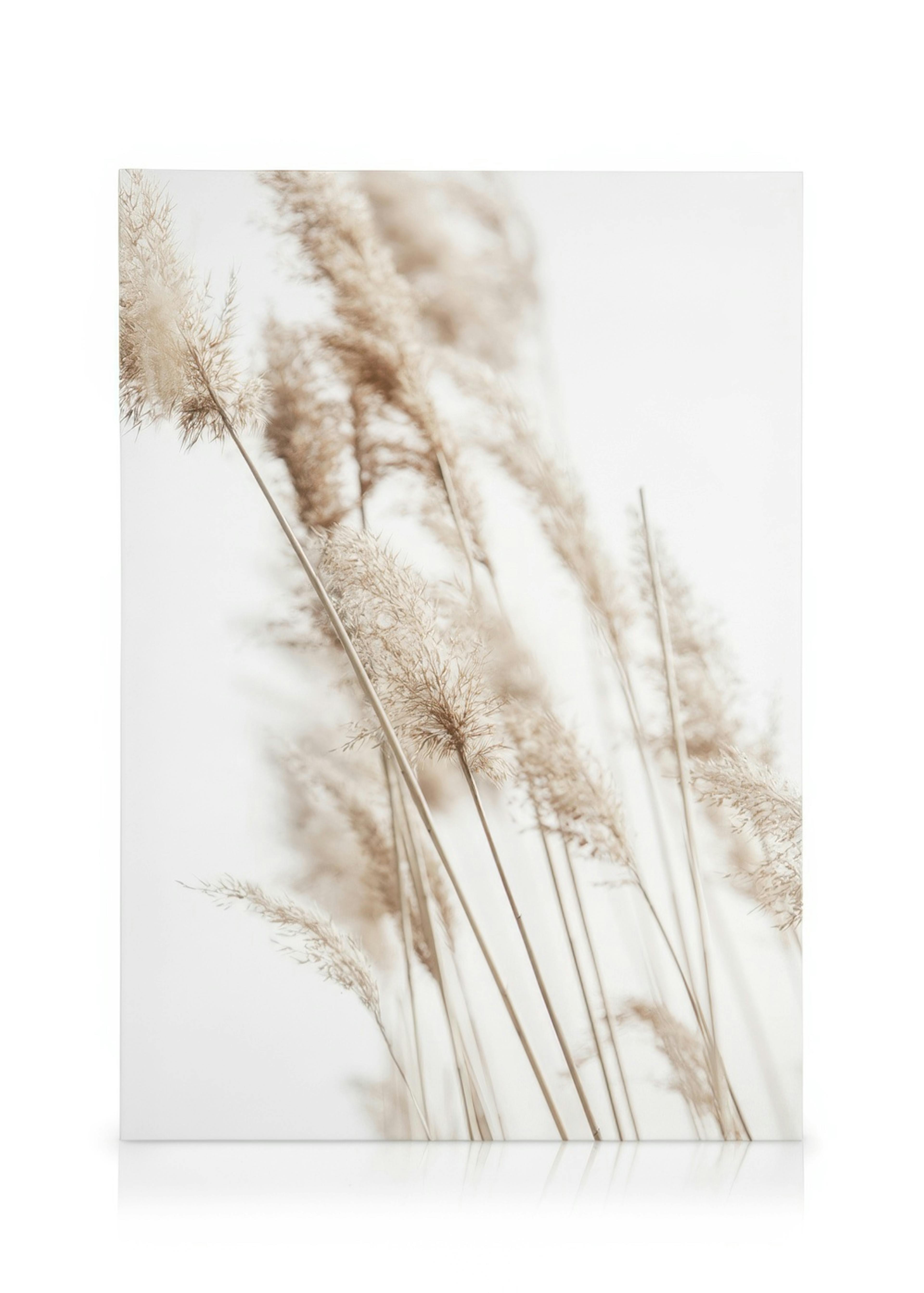 Sunny Reeds No2 Leinwandbild 0