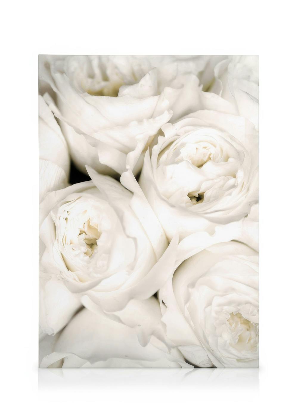 Obrazy na płótnie Ivory Roses Obraz na płótnie (30x40 cm)