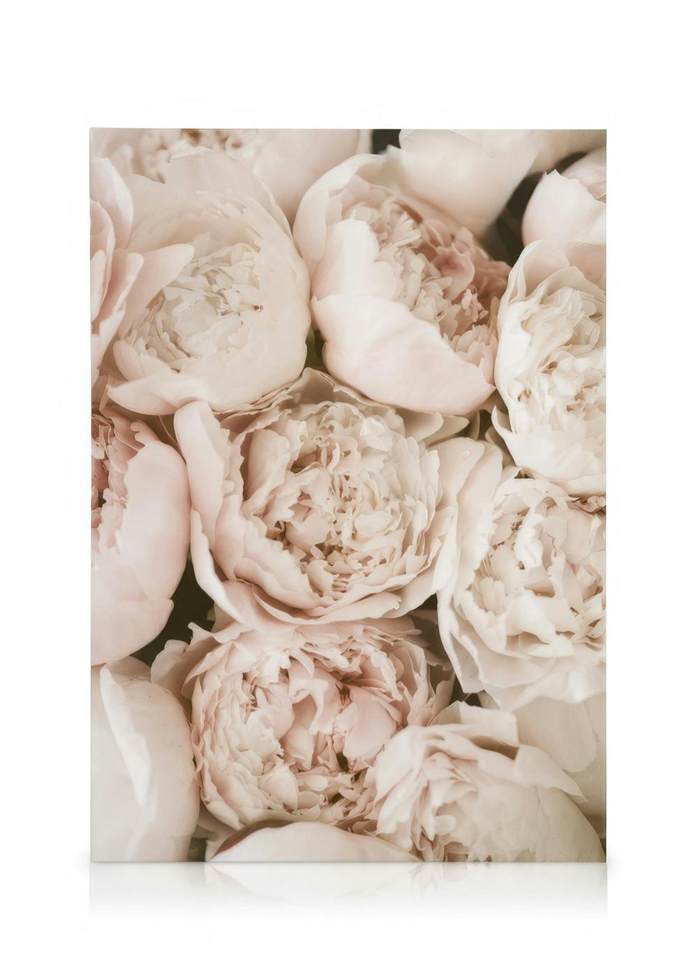 Canvas Prints Pastel Peonies Canvas print (30x40 cm - Oak Frame)