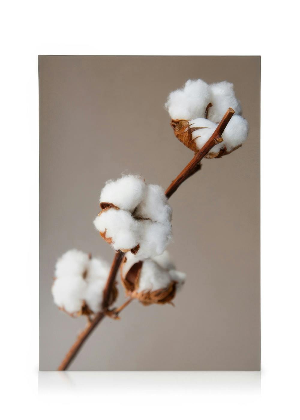 Lienzo floral con capullos de algodón blanco en una rama marrón, sobre fondo claro.