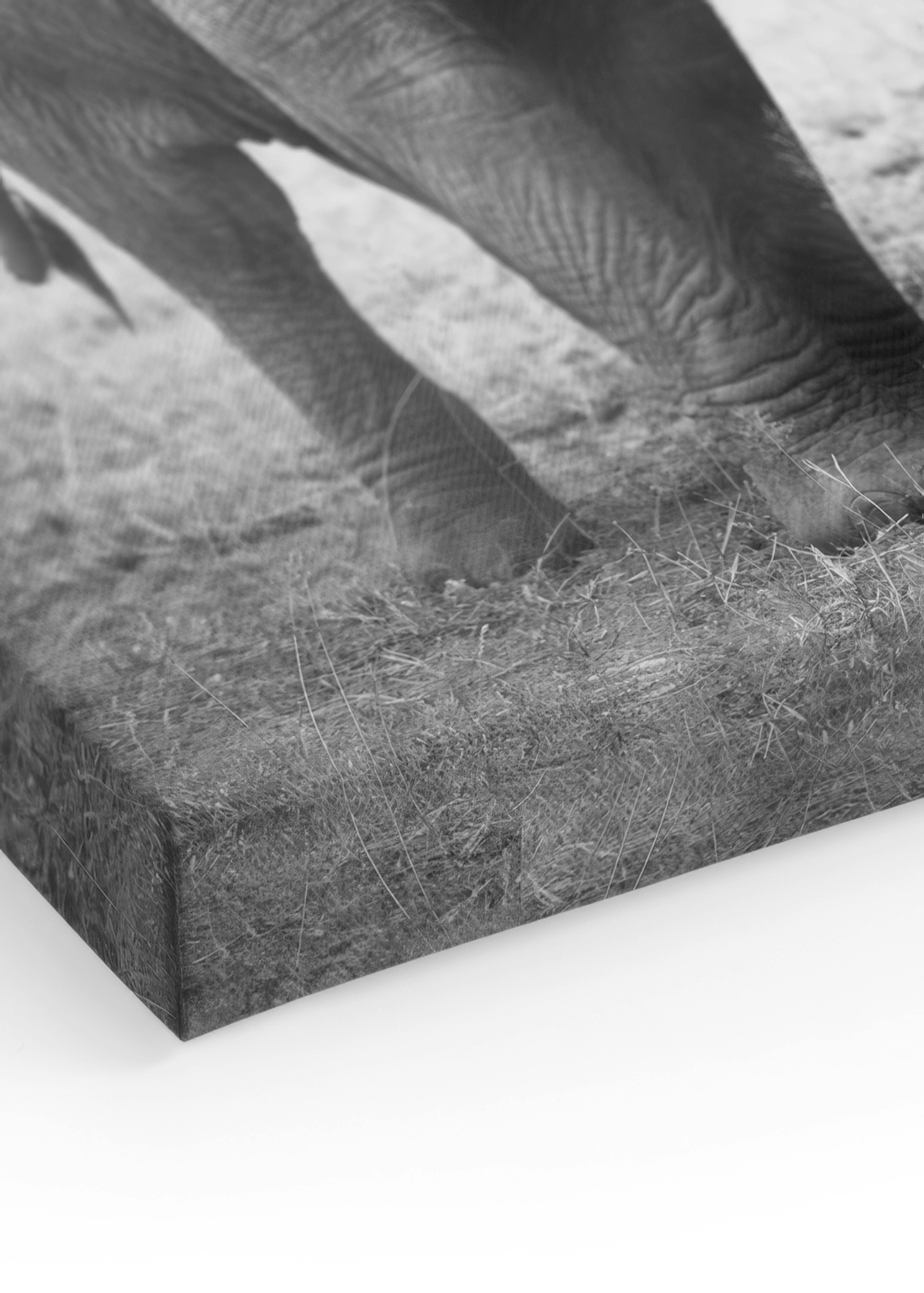 Elephant Love Canvas print